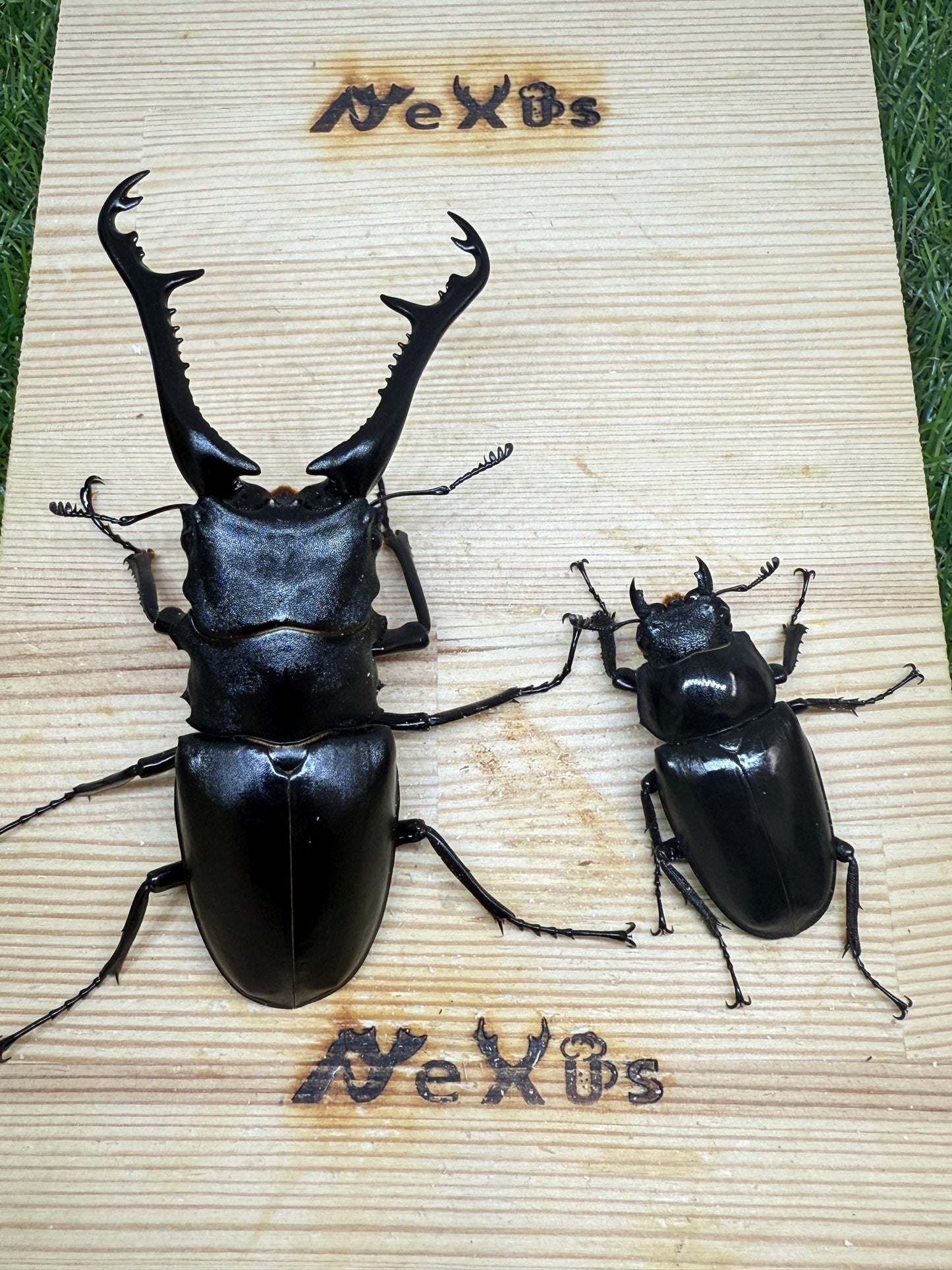 ギラファノコギリクワガタ　ケイスケ　♂103mm成虫ペア