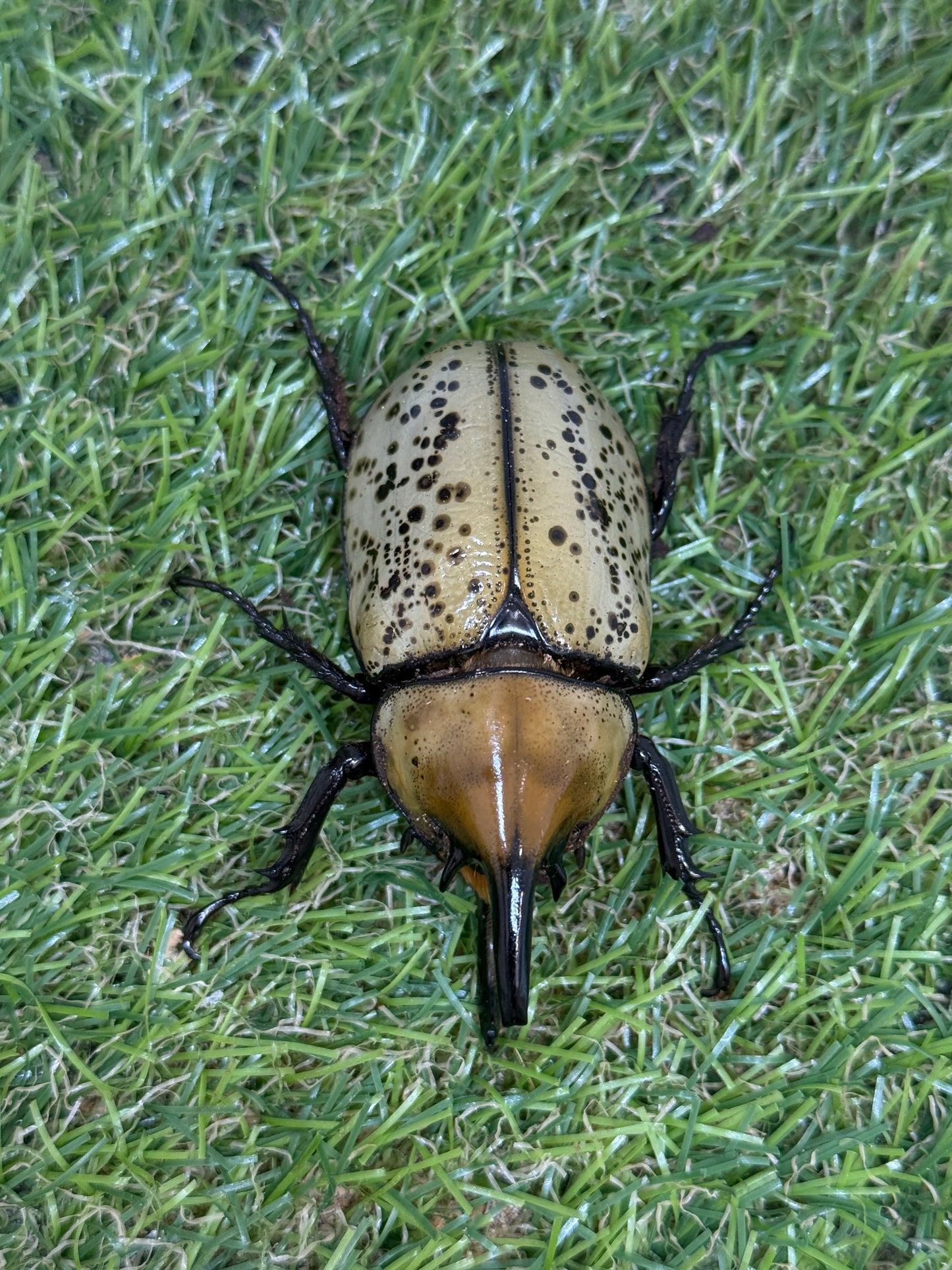 ティティウスシロカブト　♂64.5mm成虫ペア