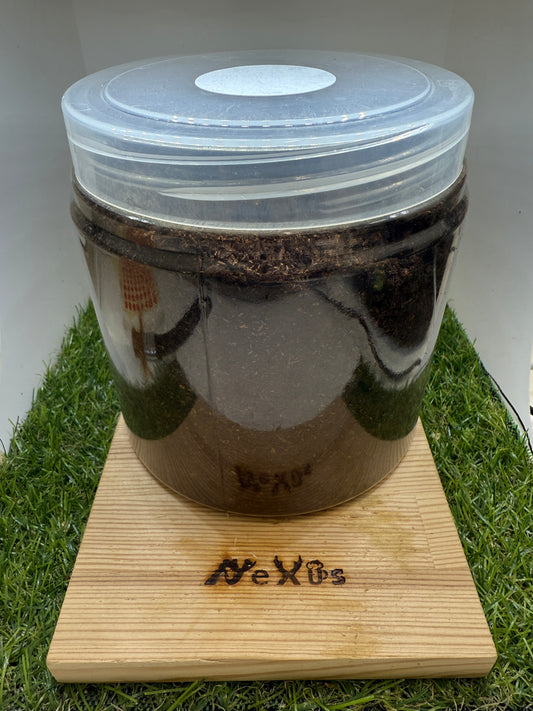 (タイリク)コーカサスオオカブト　幼虫1頭