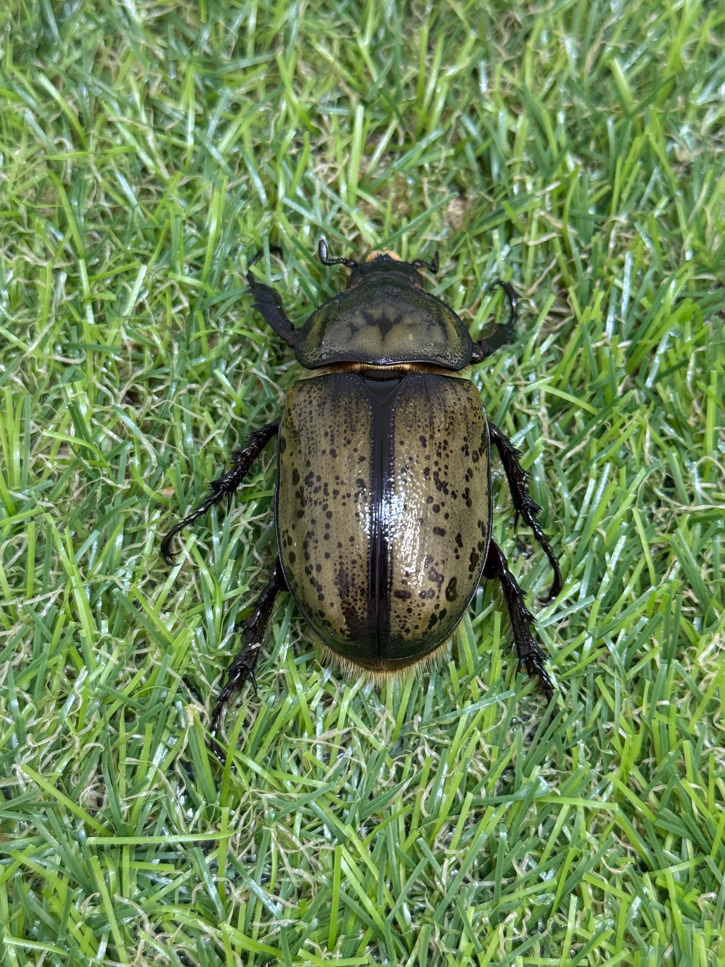 ティティウスシロカブト　♂63mm成虫ペア