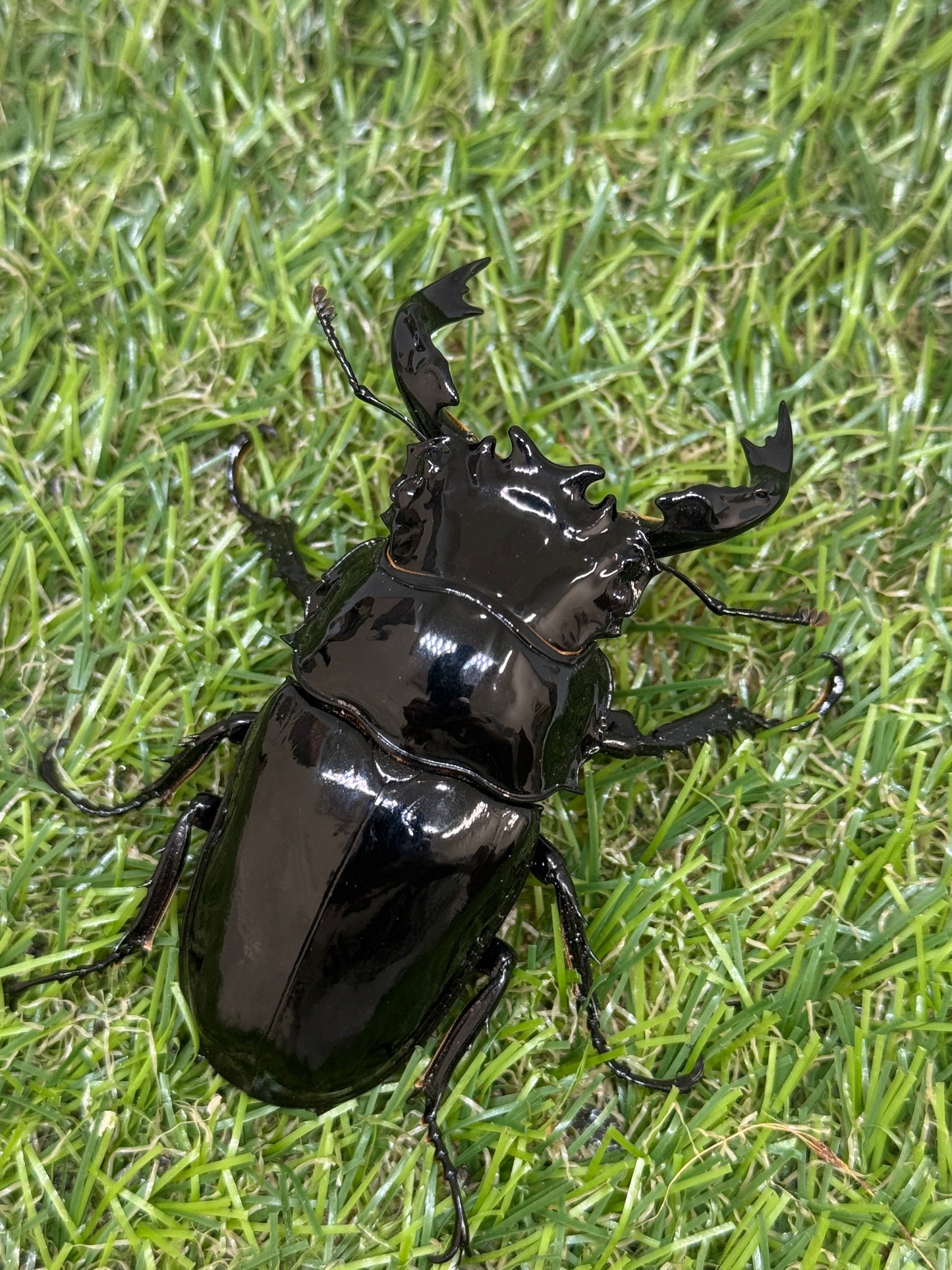 タランドゥスオオツヤクワガタ　♂73mm成虫ペア