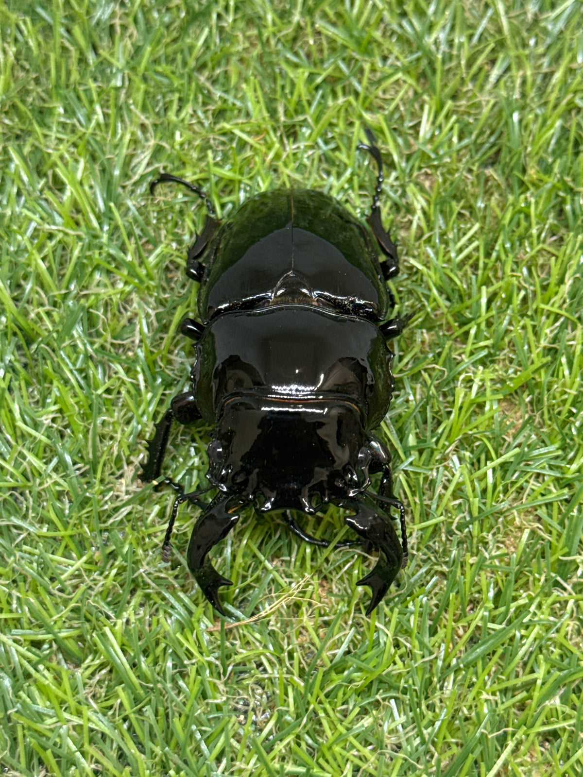 タランドゥスオオツヤクワガタ　♂79mm成虫ペア