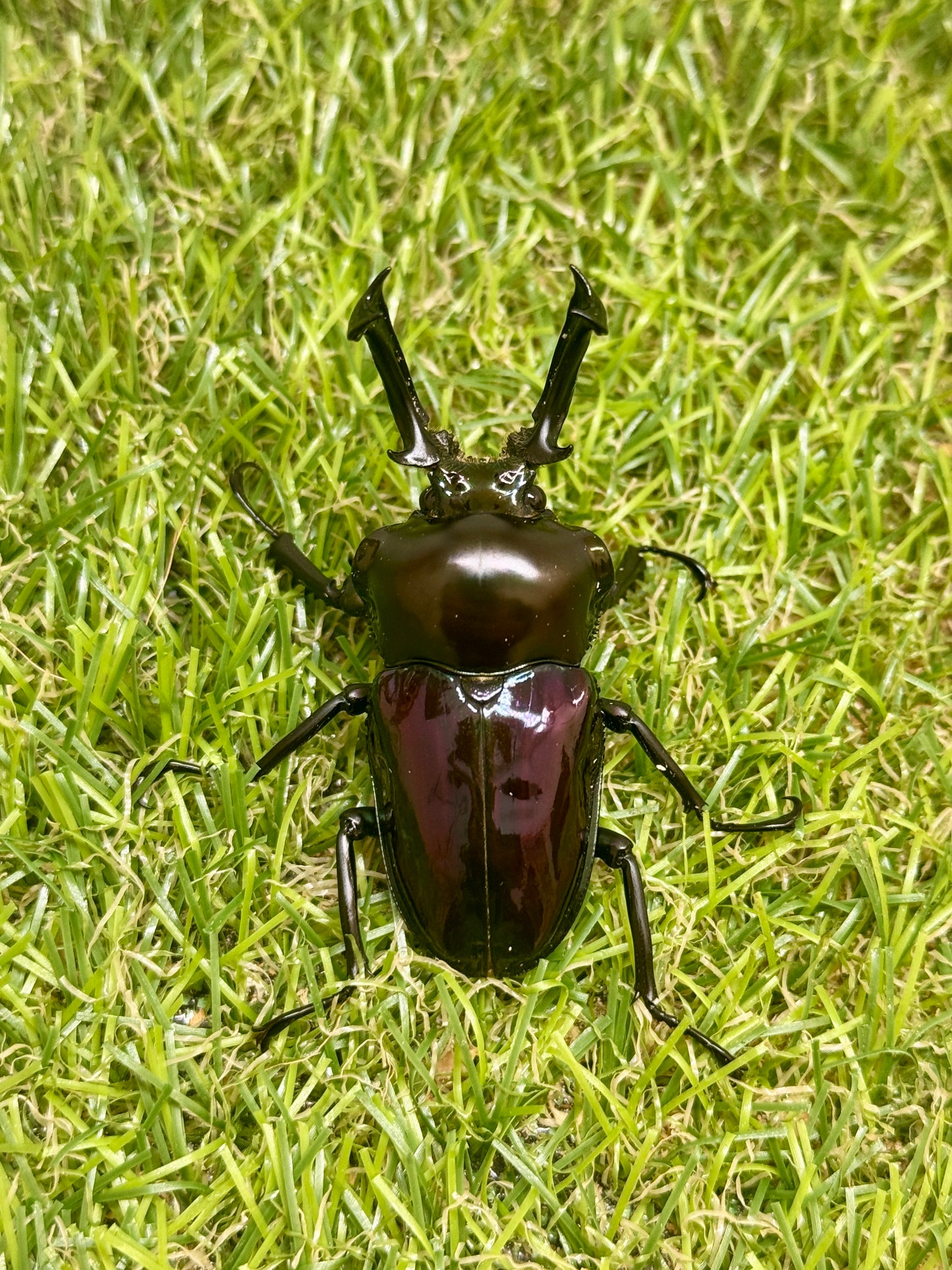 ニジイロクワガタ(紫紺系)　♂56mm成虫ペア