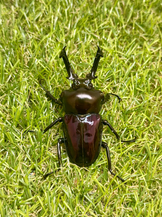 ニジイロクワガタ(紫紺系)　♂56mm成虫ペア