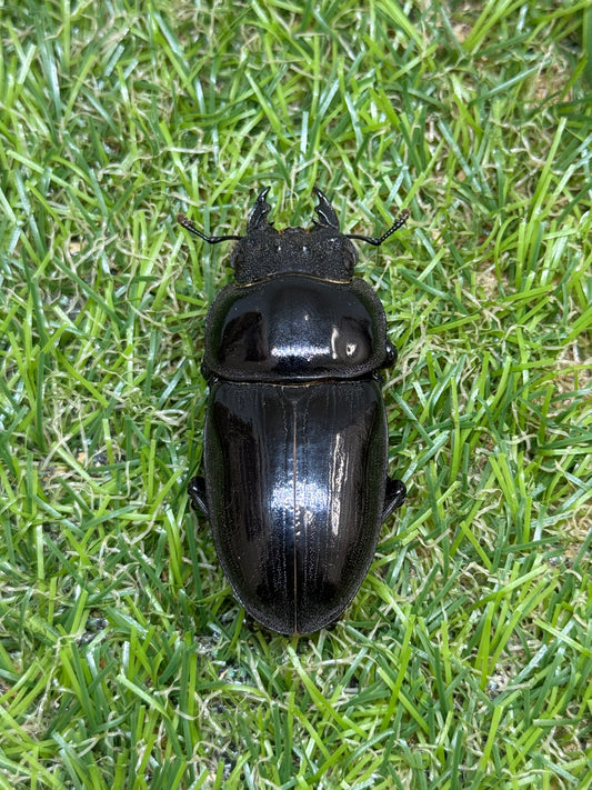 オオクワガタ　奈良輪川西ちなみ血統  ♀50.6mm単品