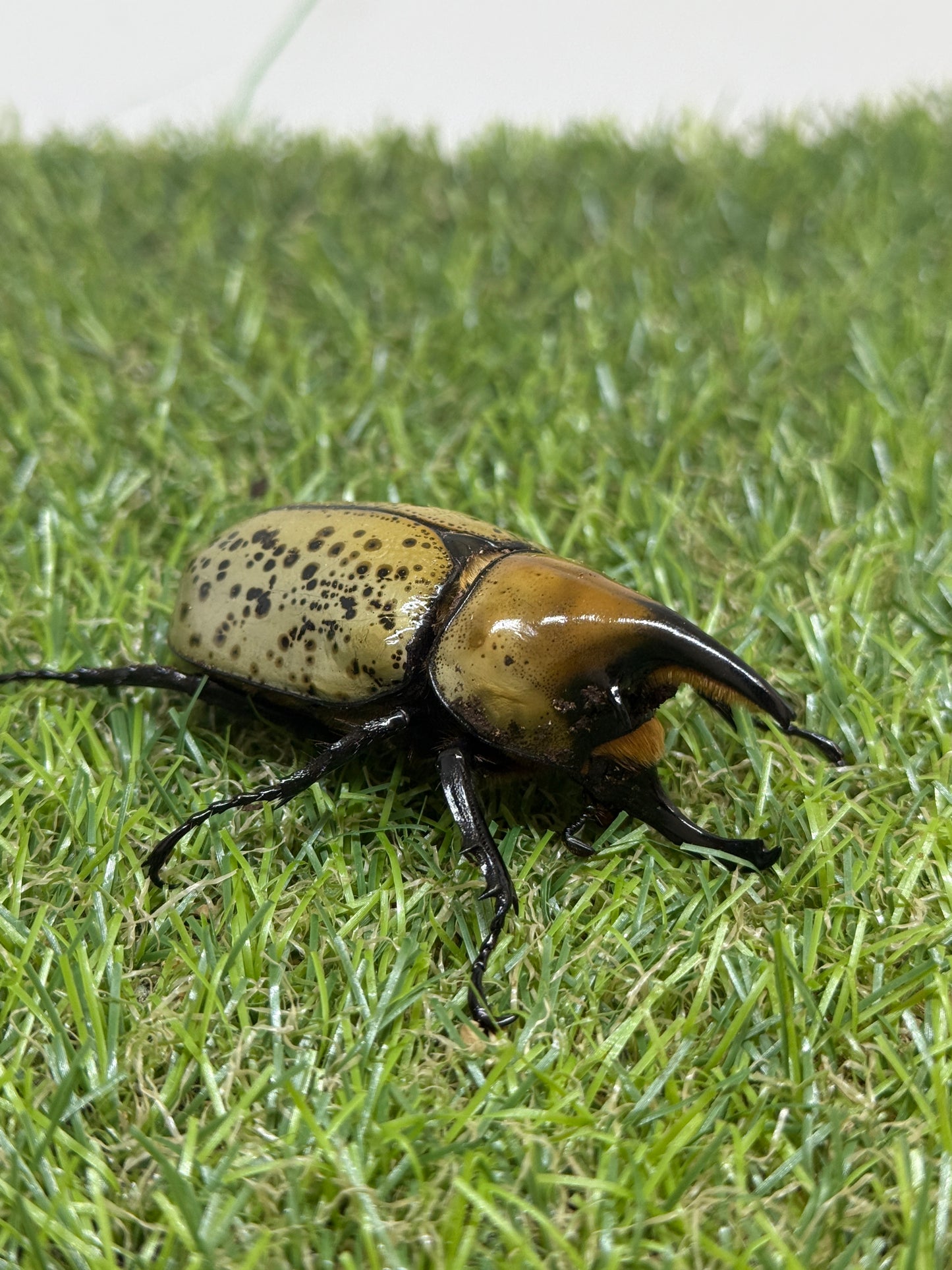 ティティウスシロカブト　♂64.5mm成虫ペア