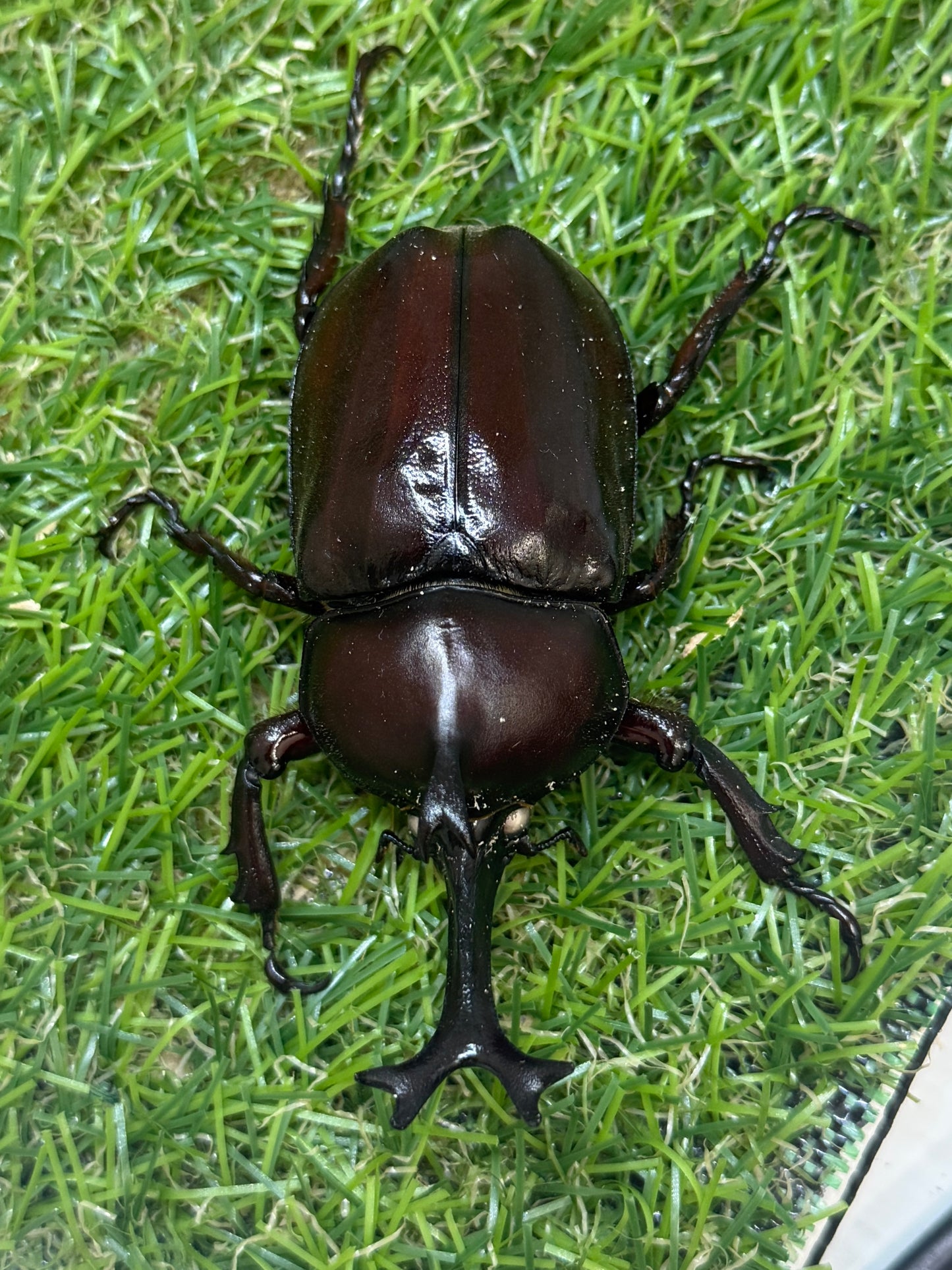 カブトムシ(ホワイトアイ血統)　♂サイズfree単品