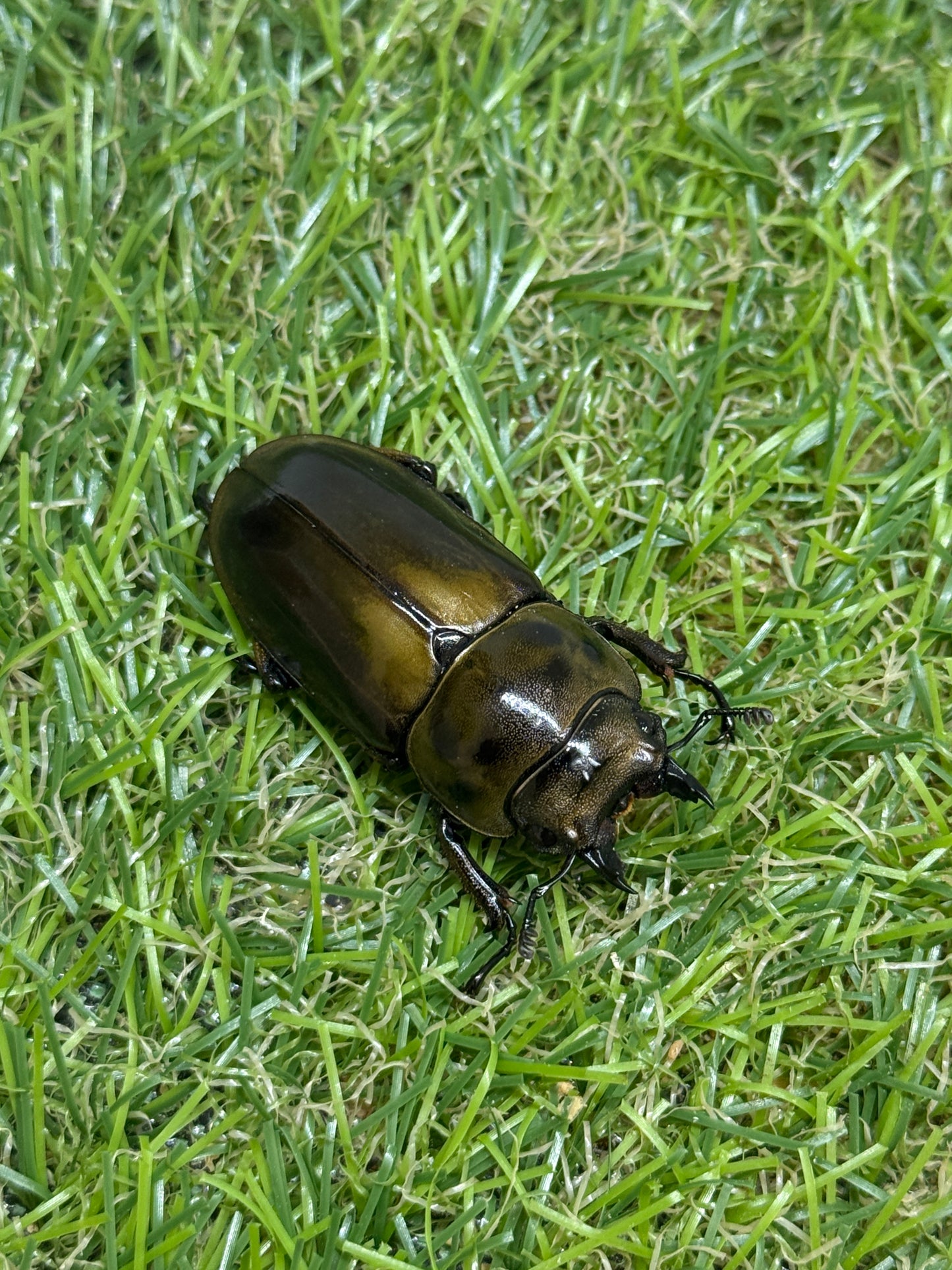 ババオウゴンオニクワガタ　♀43mm単品
