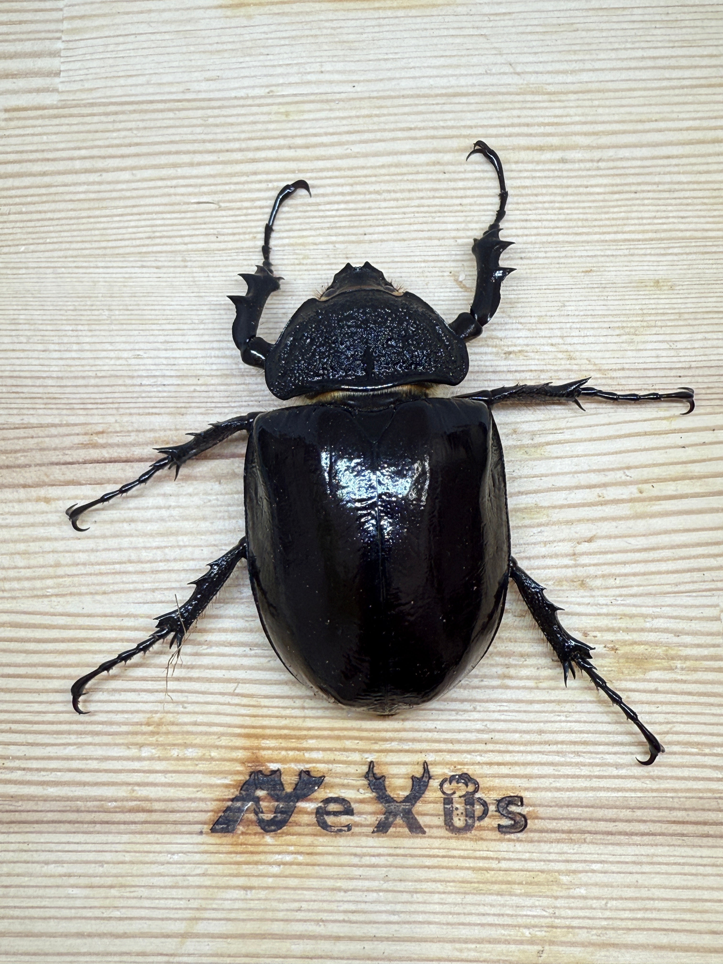マルスゾウカブト ♀66mm単品 – 昆虫ショップNexus