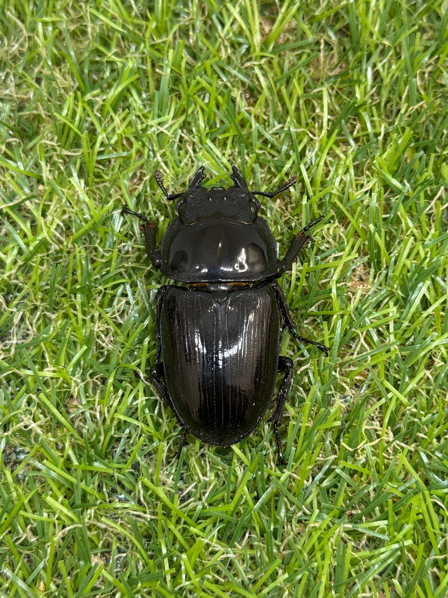 オオクワガタ　上阿古谷　♂73.3mm成虫ペア