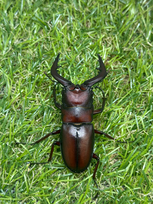 ヤクシマノコギリクワガタ　♂55mm成虫ペア