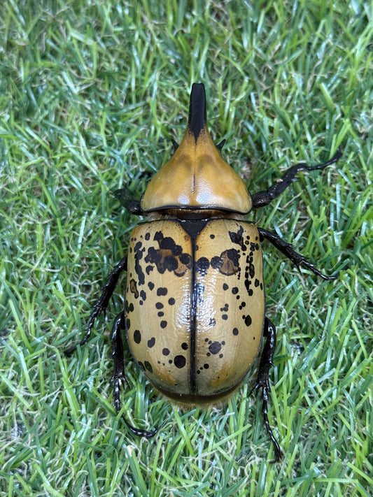 ティティウスシロカブト　♂63mm成虫ペア