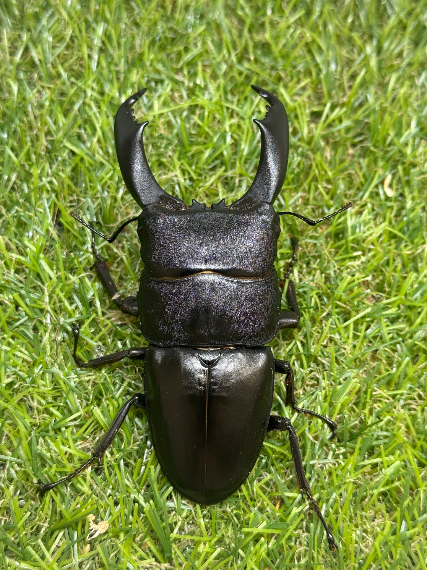 テイオウヒラタクワガタ(大城戸血統)　♂94mm成虫ペア