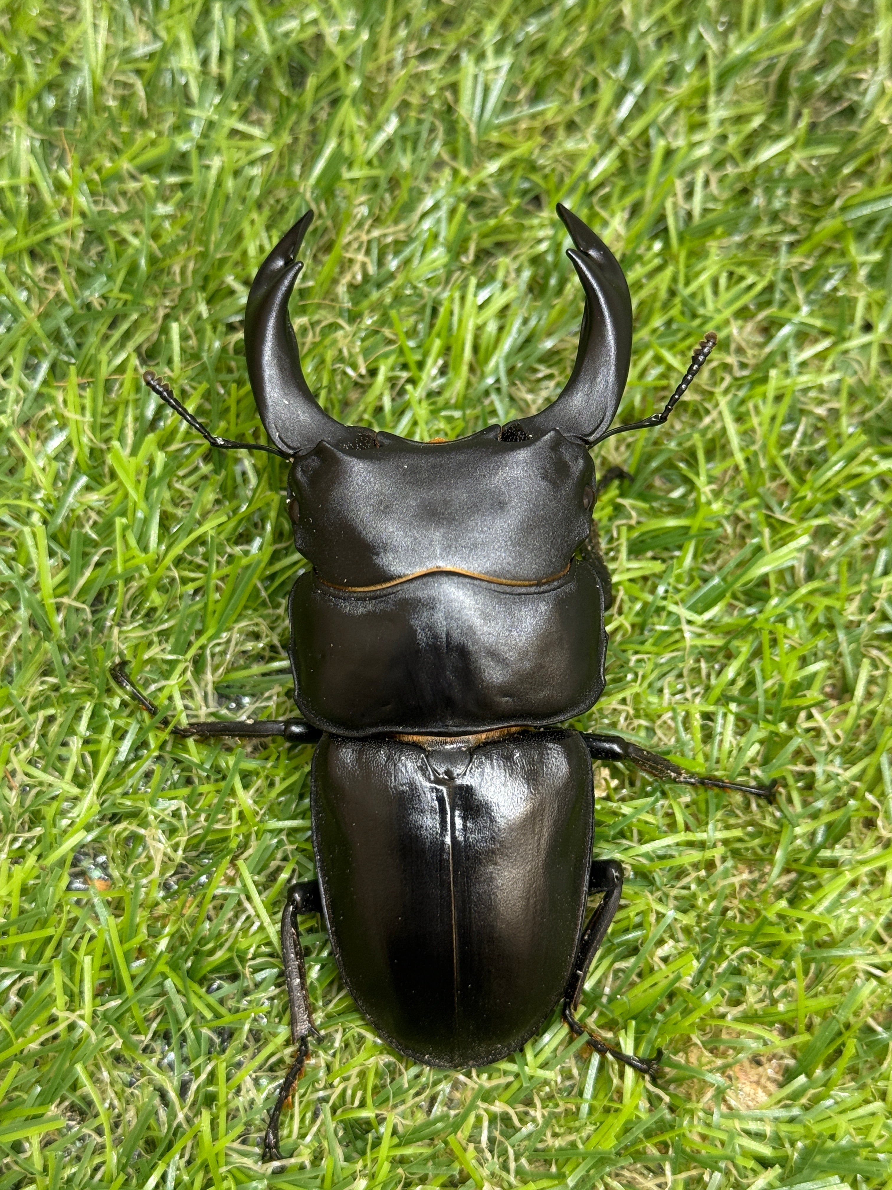 オオクワガタ 奈良輪川西 ♂79mm成虫ペア – 昆虫ショップNexus