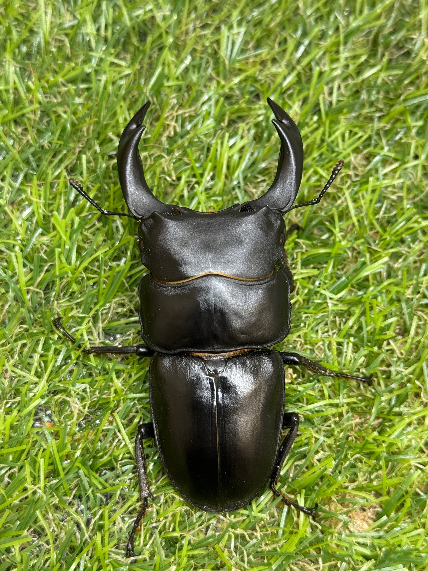 オオクワガタ　奈良輪川西　♂79mm成虫ペア