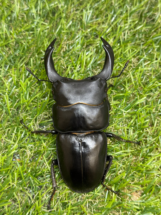 オオクワガタ　奈良輪川西　♂79mm成虫ペア