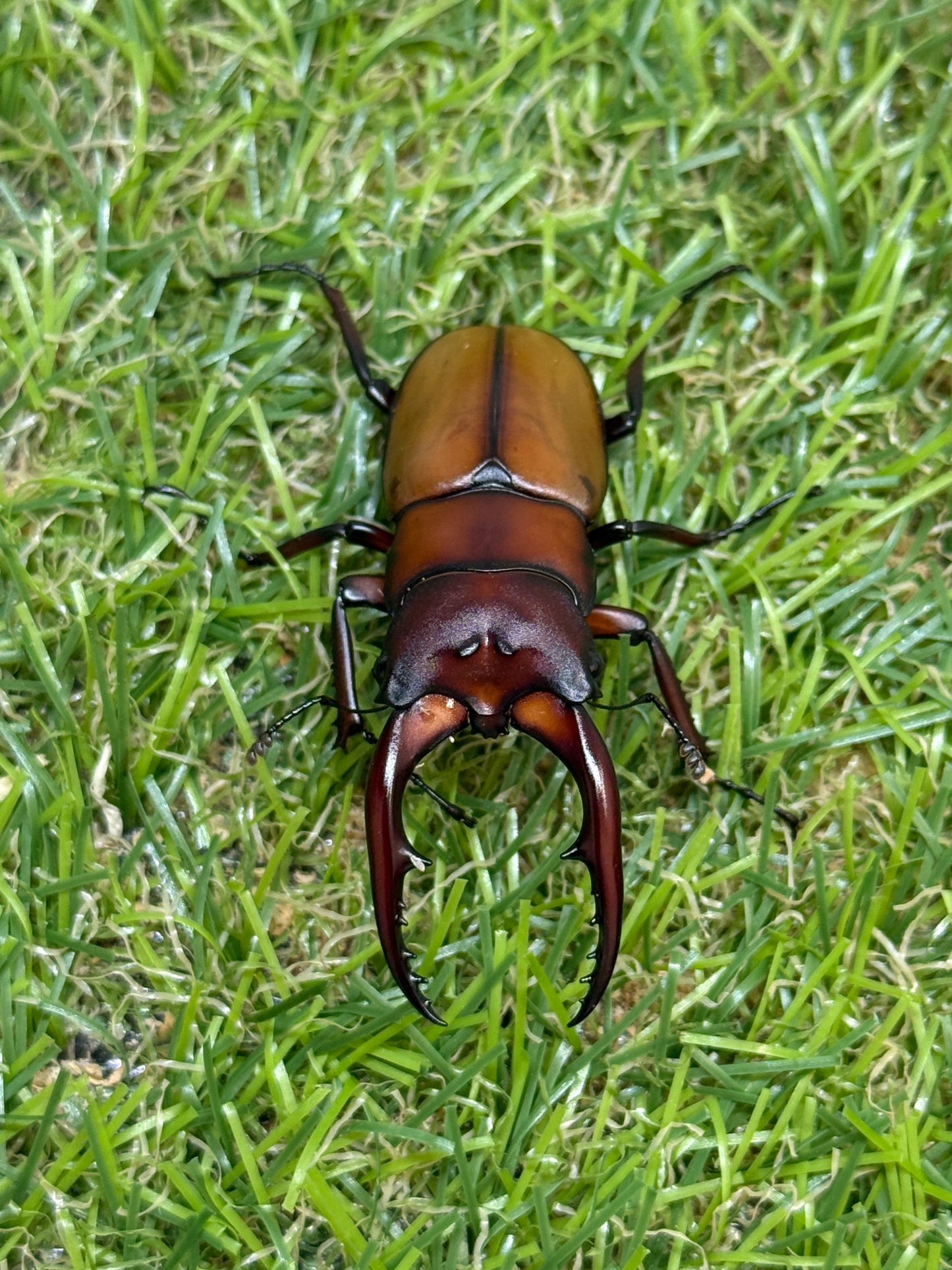 アスタコイデスノコギリクワガタ亜種カルベイ　♂50mm成虫ペア
