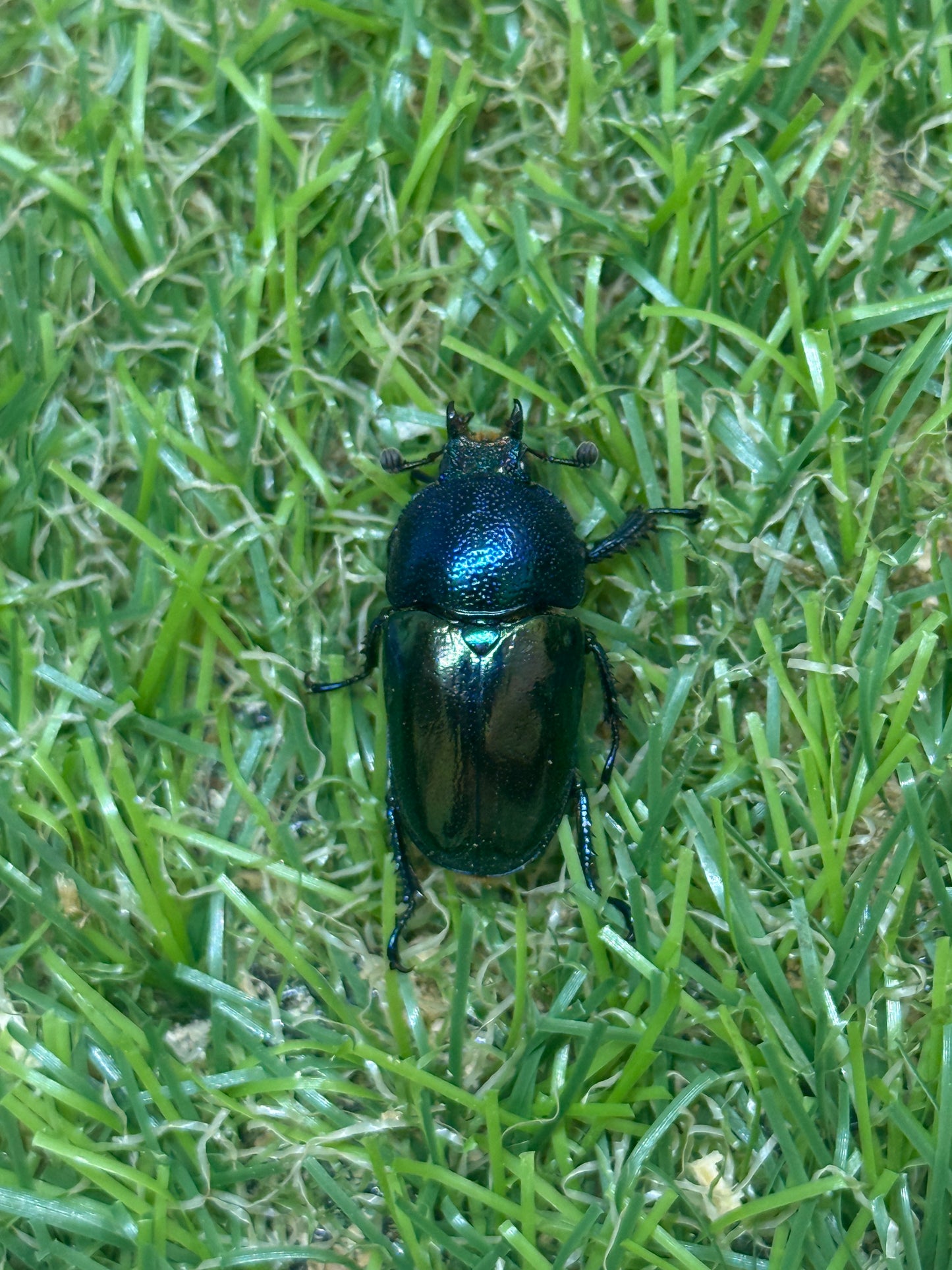 パプアキンイロクワガタ　♂37mm成虫ペア
