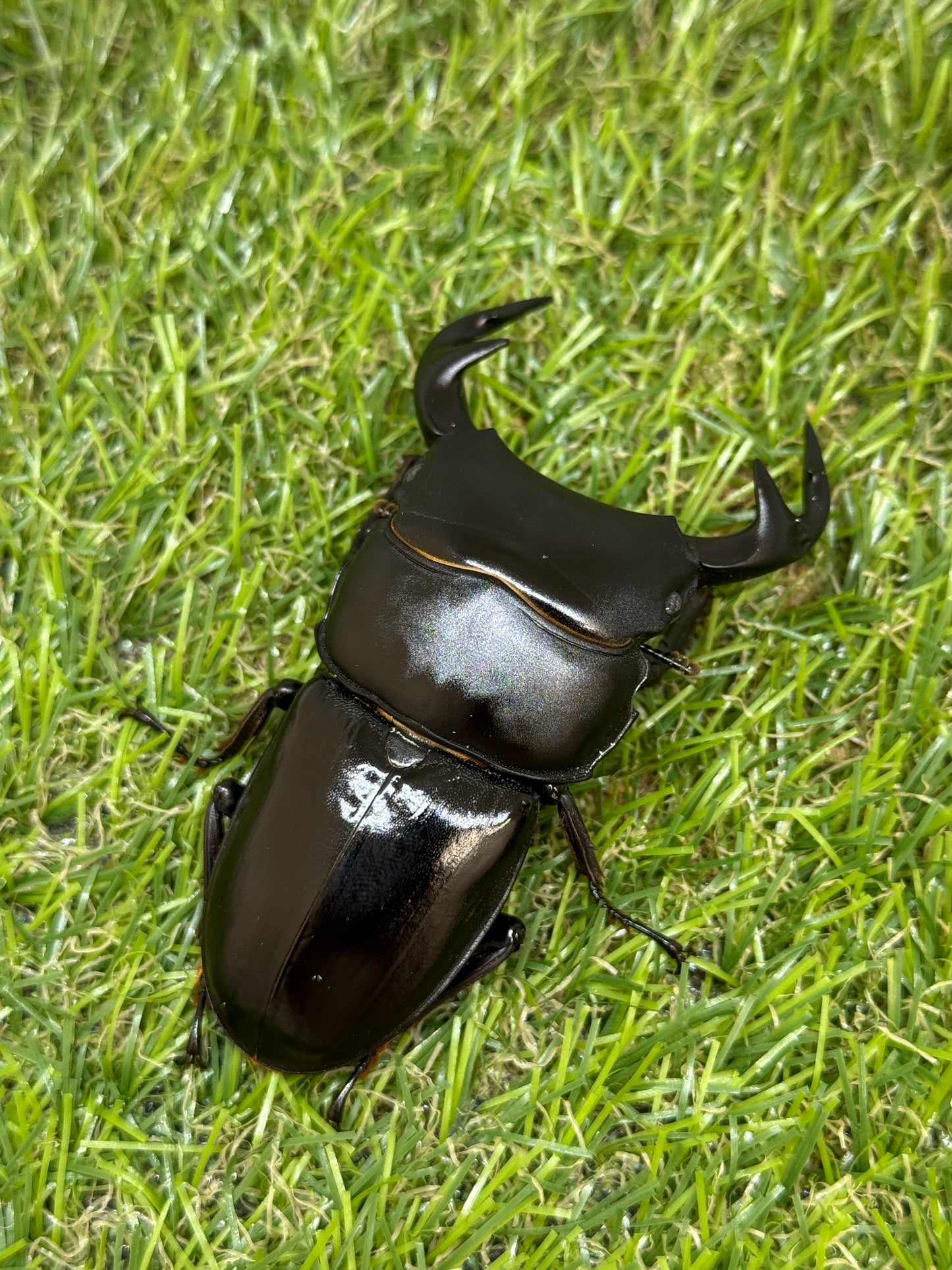 グランディスオオクワガタ　♂81.4mm成虫ペア