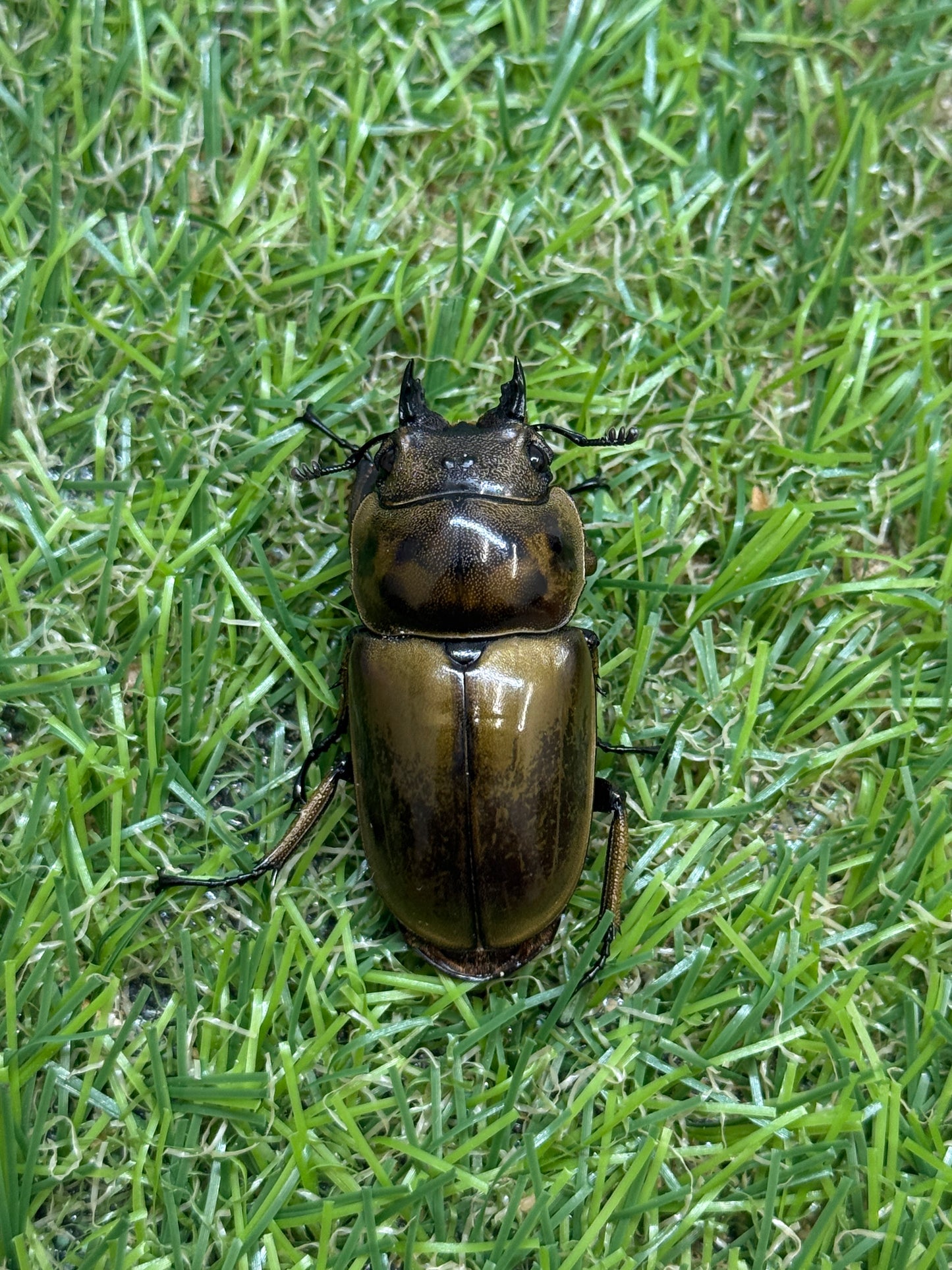 ババオウゴンオニクワガタ　♂56.5mm成虫ペア