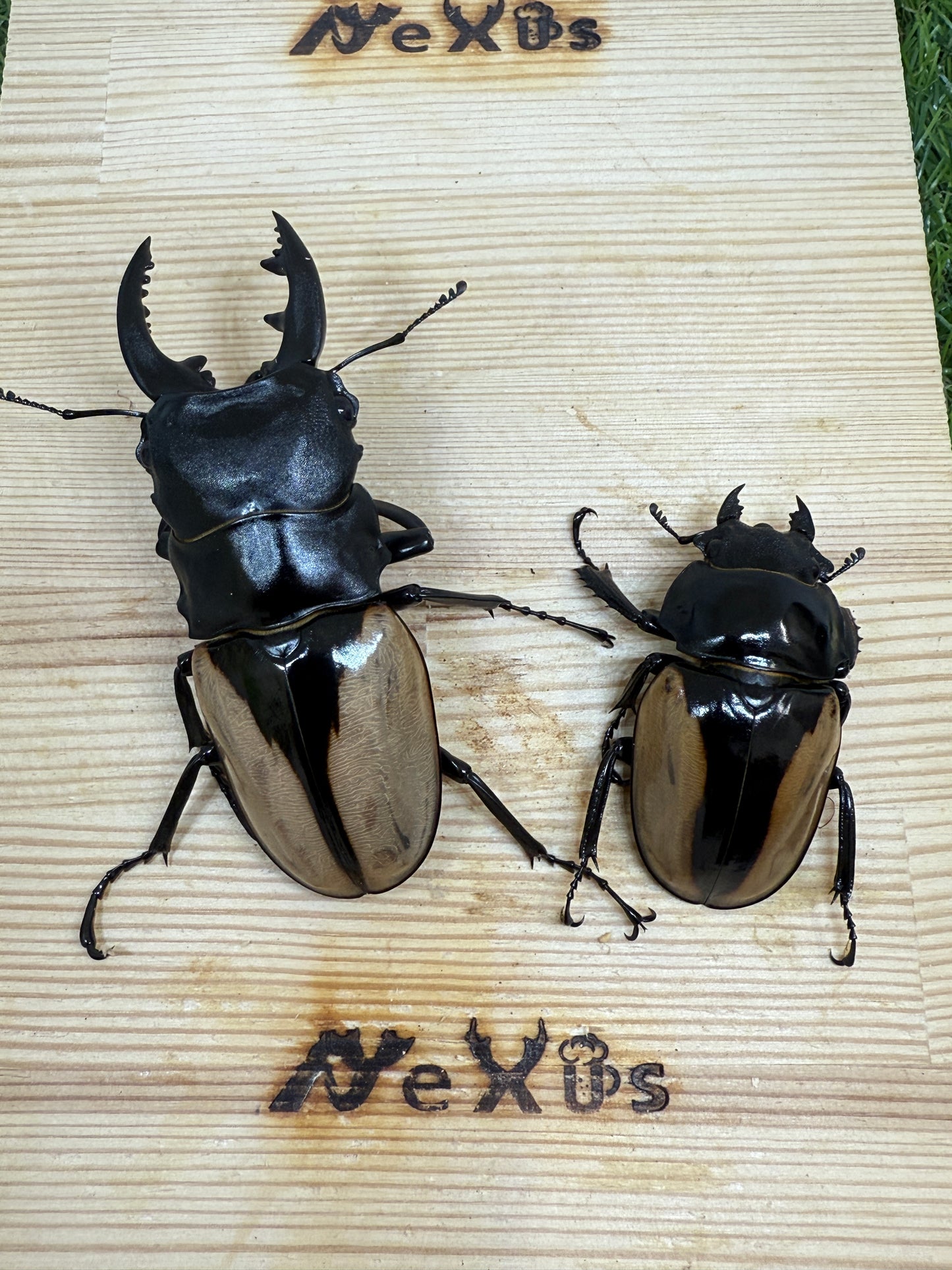 ブルマイスターツヤクワガタ　♂80.2mm成虫ペア