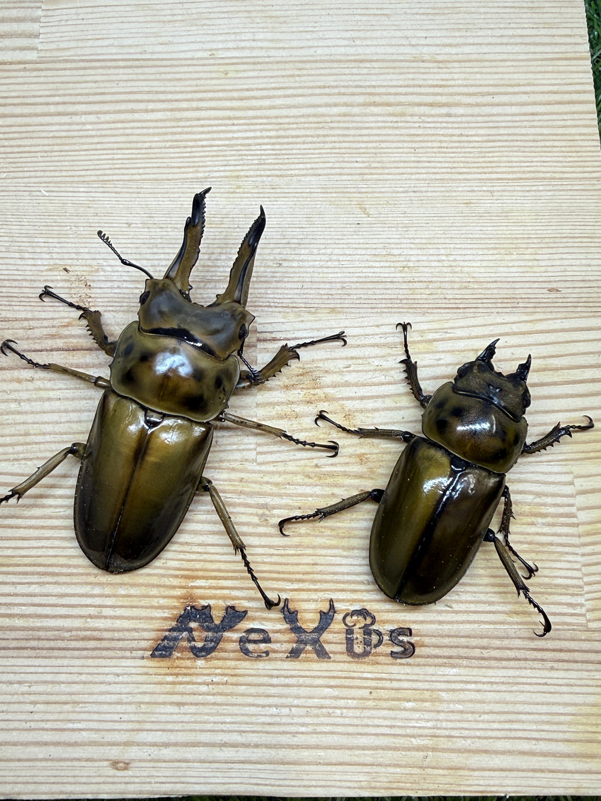 ババオウゴンオニクワガタ　♂69mm成虫ペア