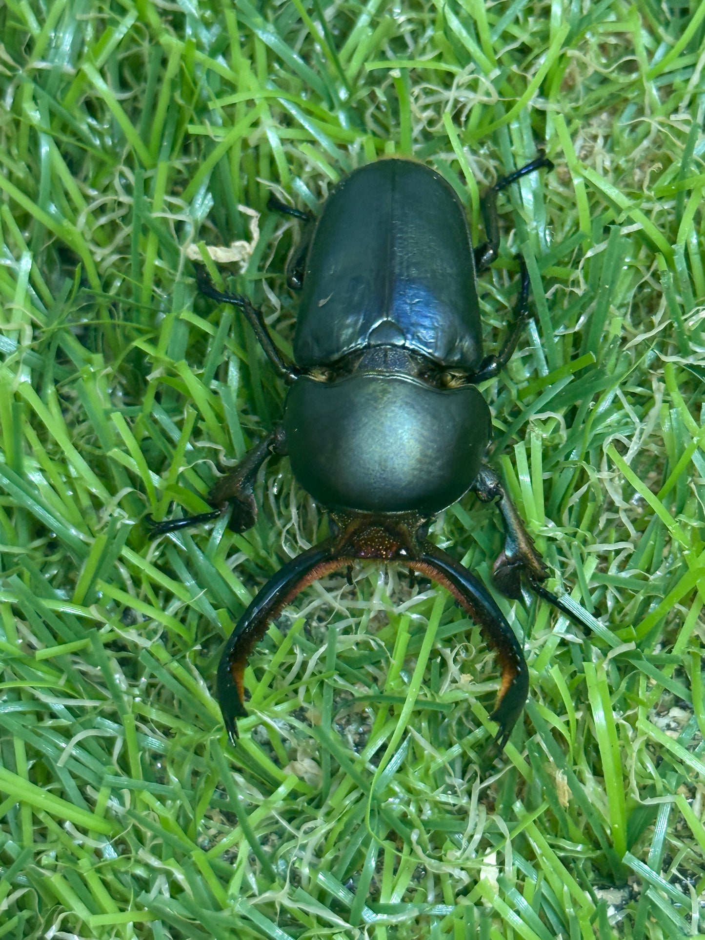 パプアキンイロクワガタ　♂37mm成虫ペア