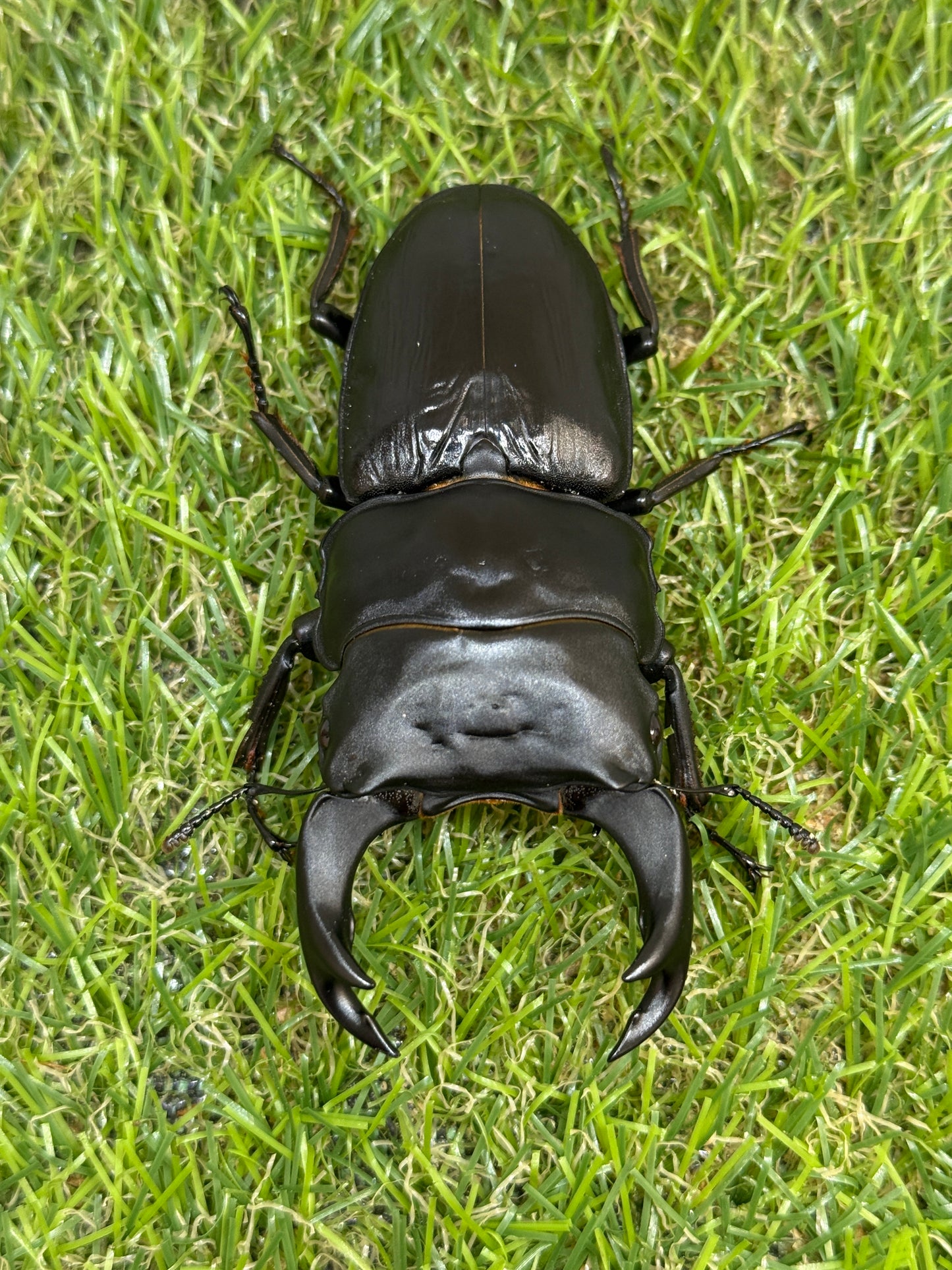 オオクワガタ　奈良輪川西　♂83mm成虫ペア