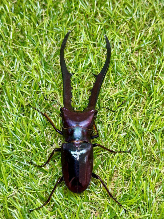 メタリフェルホソアカクワガタ　♂86.7mm成虫ペア