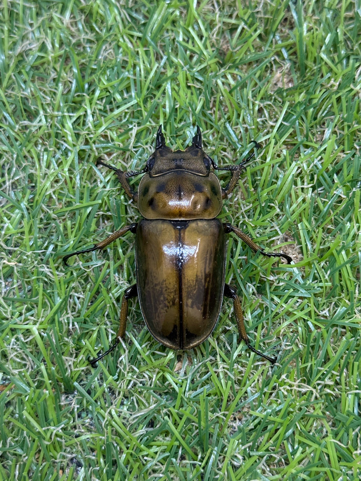ババオウゴンオニクワガタ　♂54mm成虫ペア