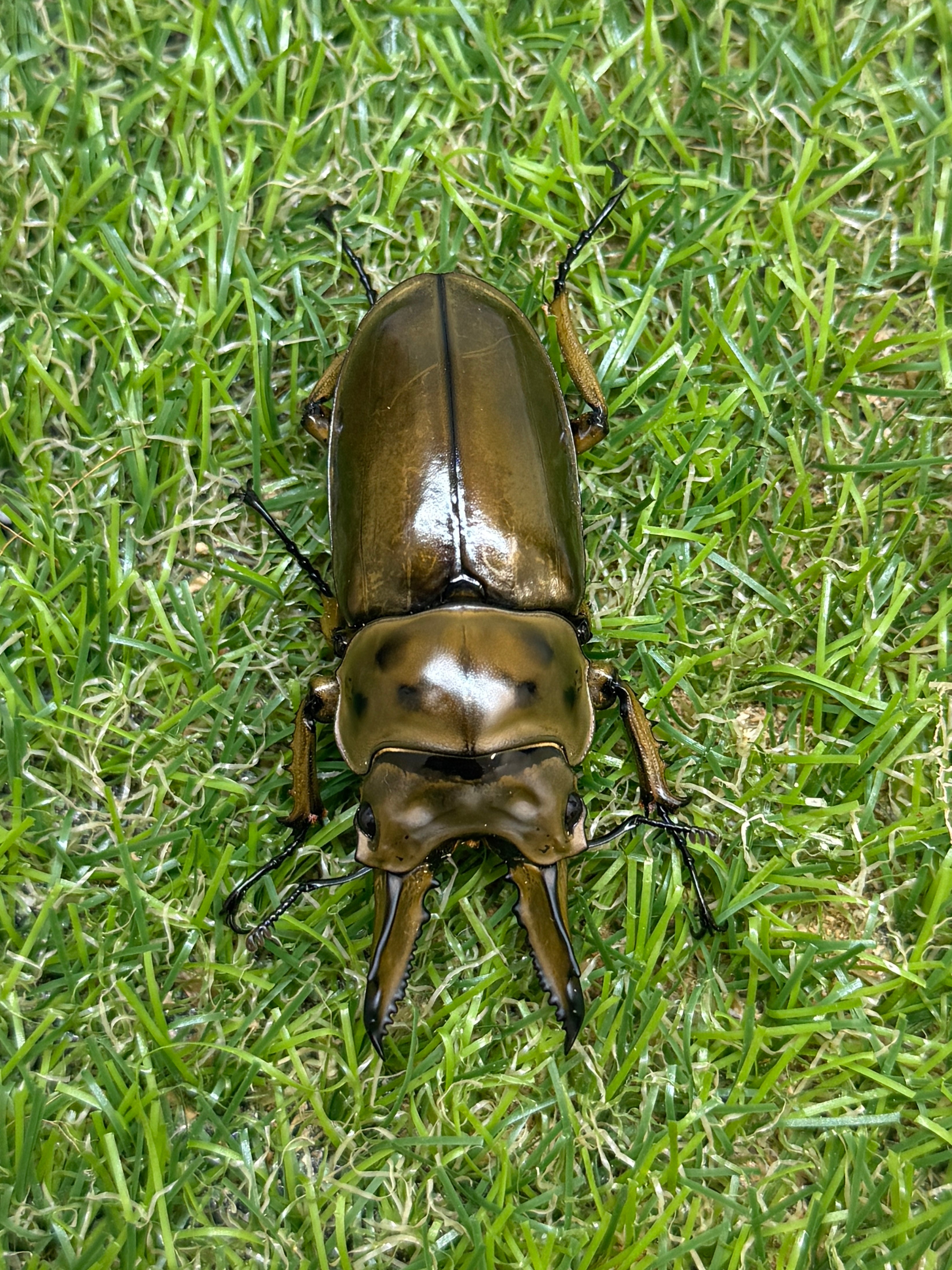 ババオウゴンオニクワガタ ♂61.3mm成虫ペア – 昆虫ショップNexus