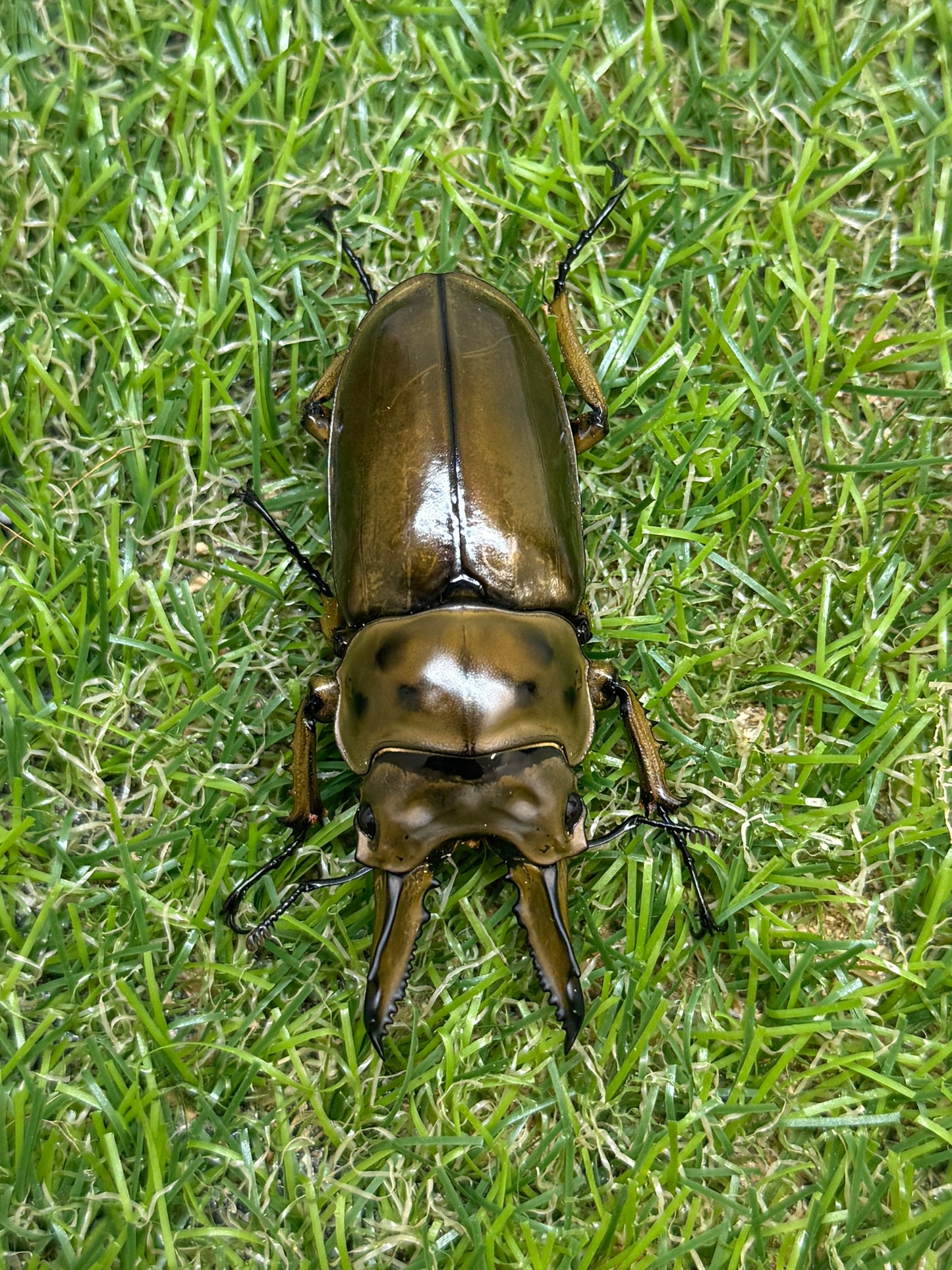ババオウゴンオニクワガタ　♂61.3mm成虫ペア