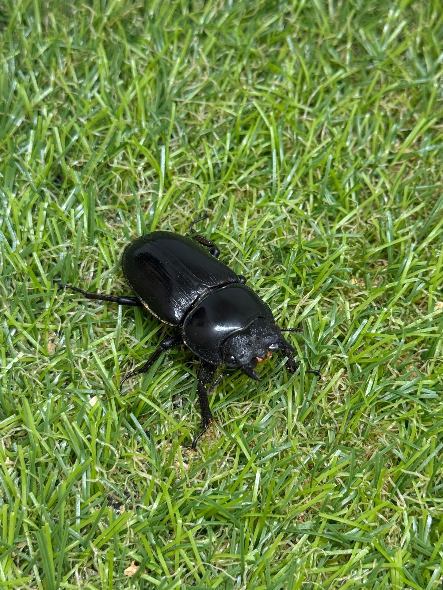 シェンクリングオオクワガタ　♂75.5mm成虫ペア