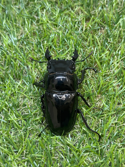 タランドゥスオオツヤクワガタ　♂58.8mm成虫ペア