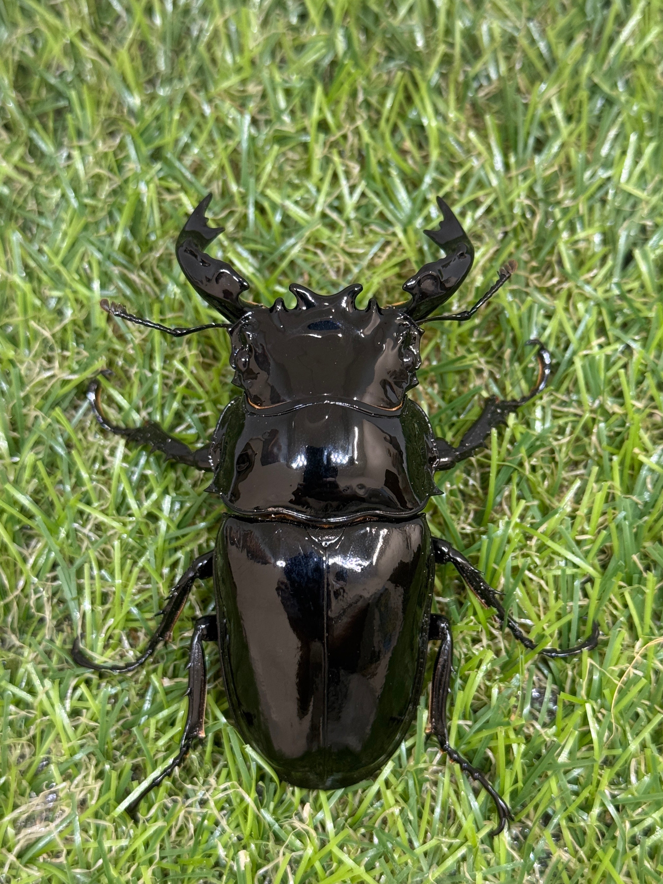 タランドゥスオオツヤクワガタ ♂73mm成虫ペア – 昆虫ショップNexus