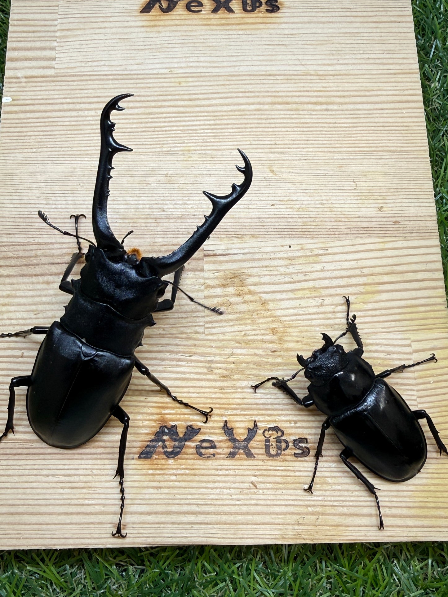 ギラファノコギリクワガタ　ケイスケ　♂93.5mm成虫ペア
