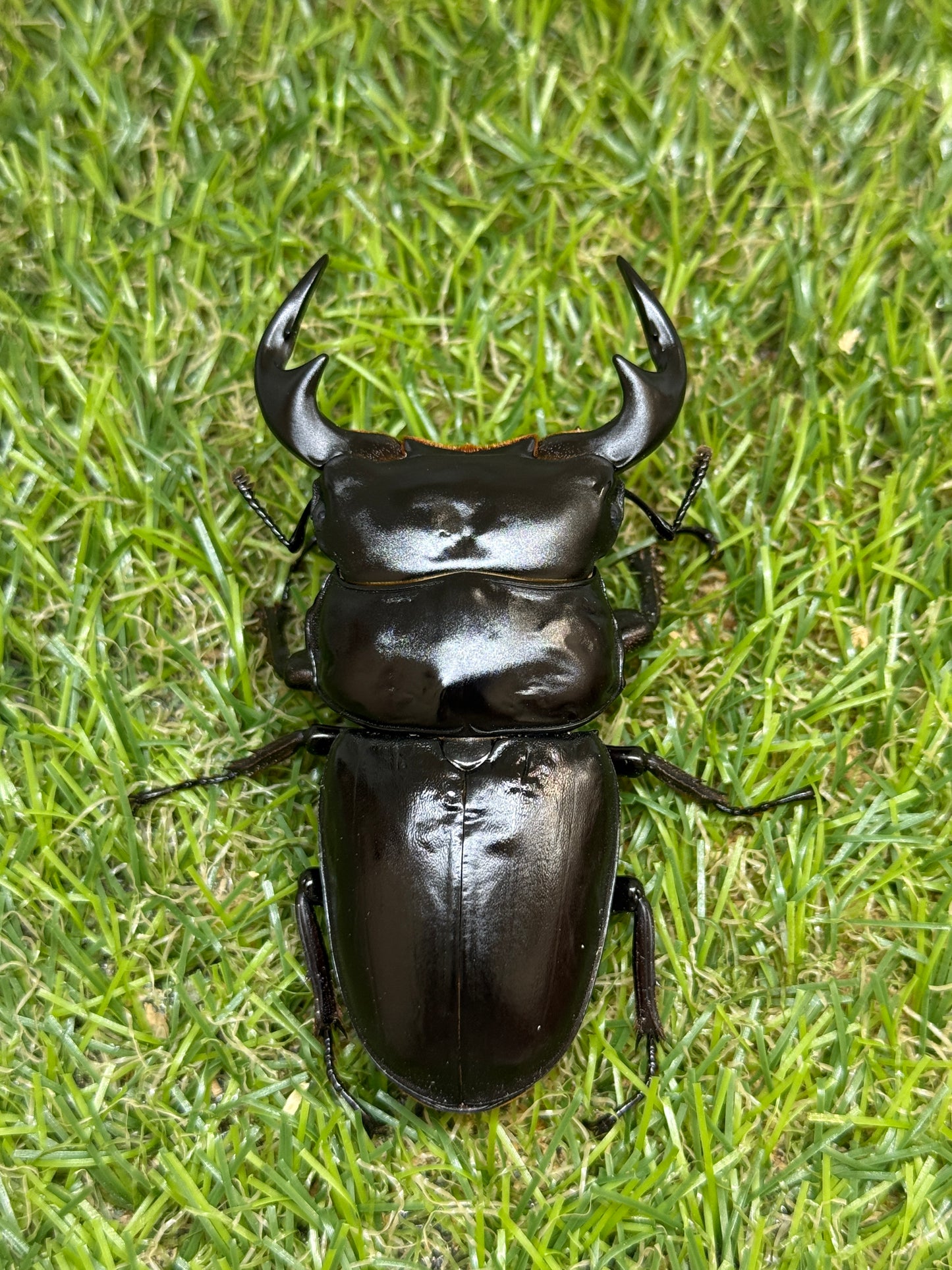 タイ アンタエウスオオクワガタ　♂75mm成虫ペア