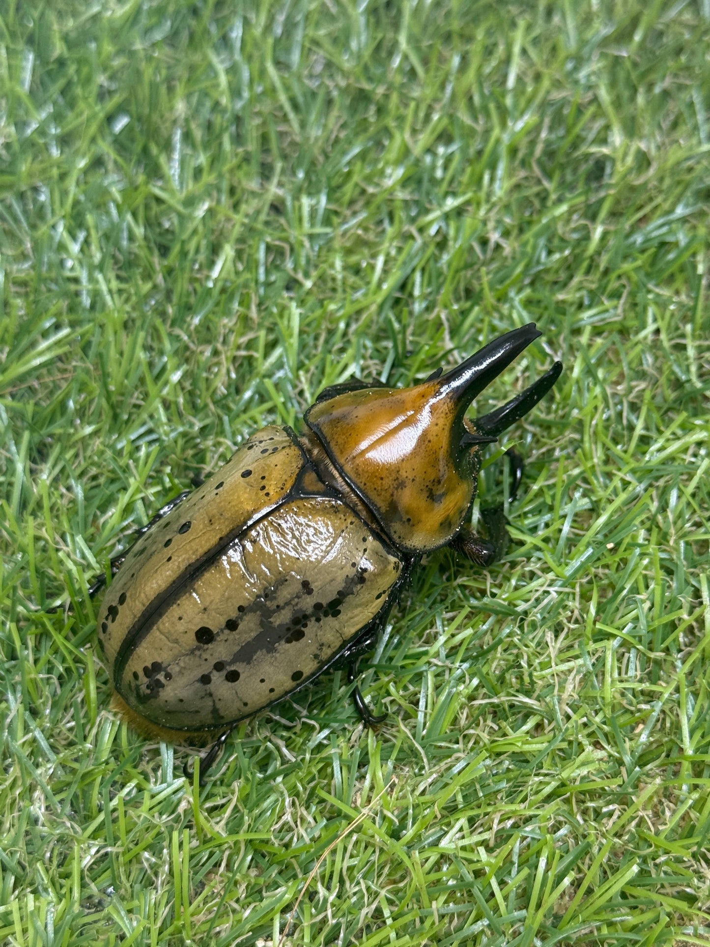 ティティウスシロカブト　♂61.5mm成虫ペア