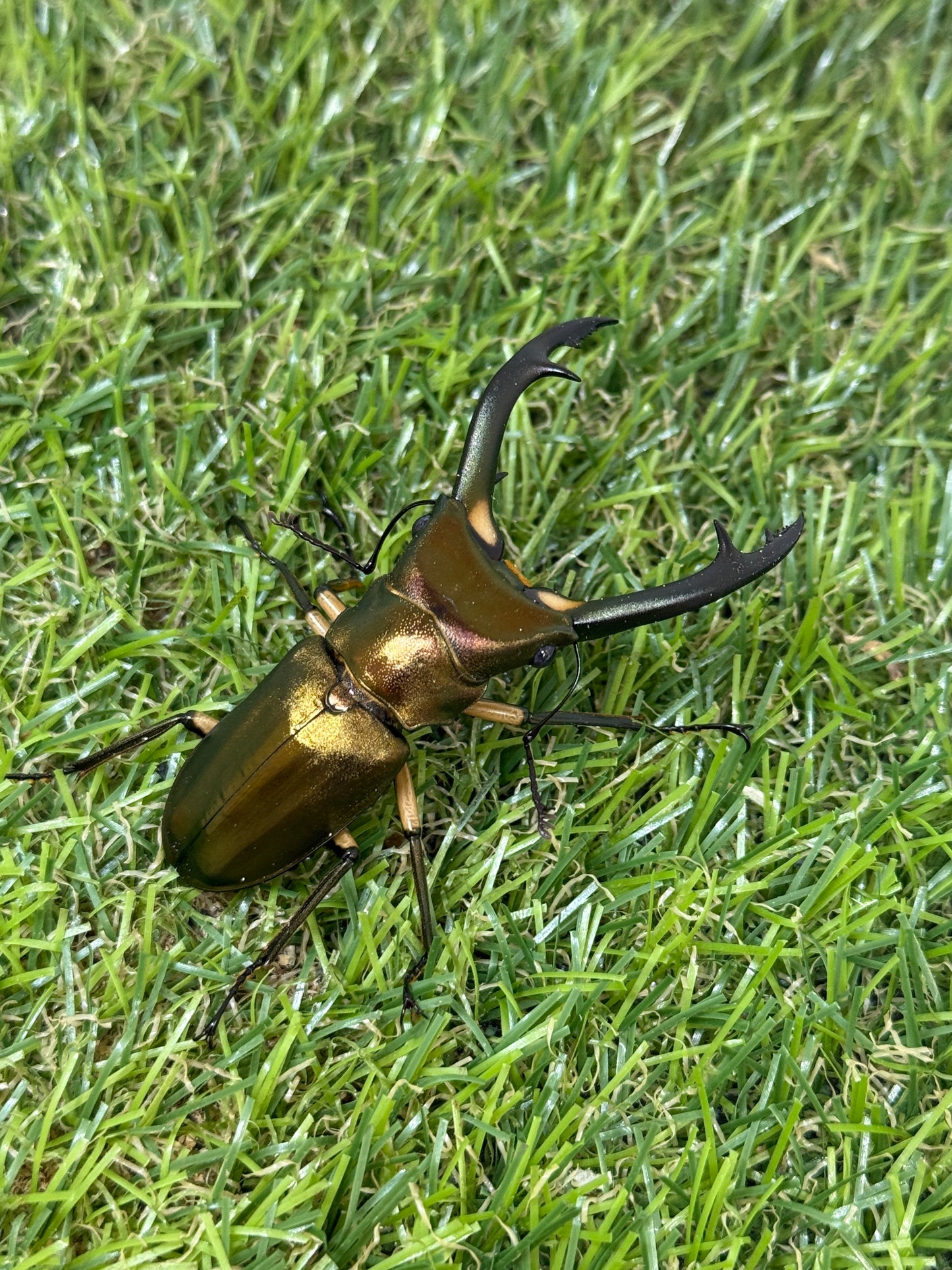 エラフスホソアカクワガタ　♂61.5mm成虫ペア