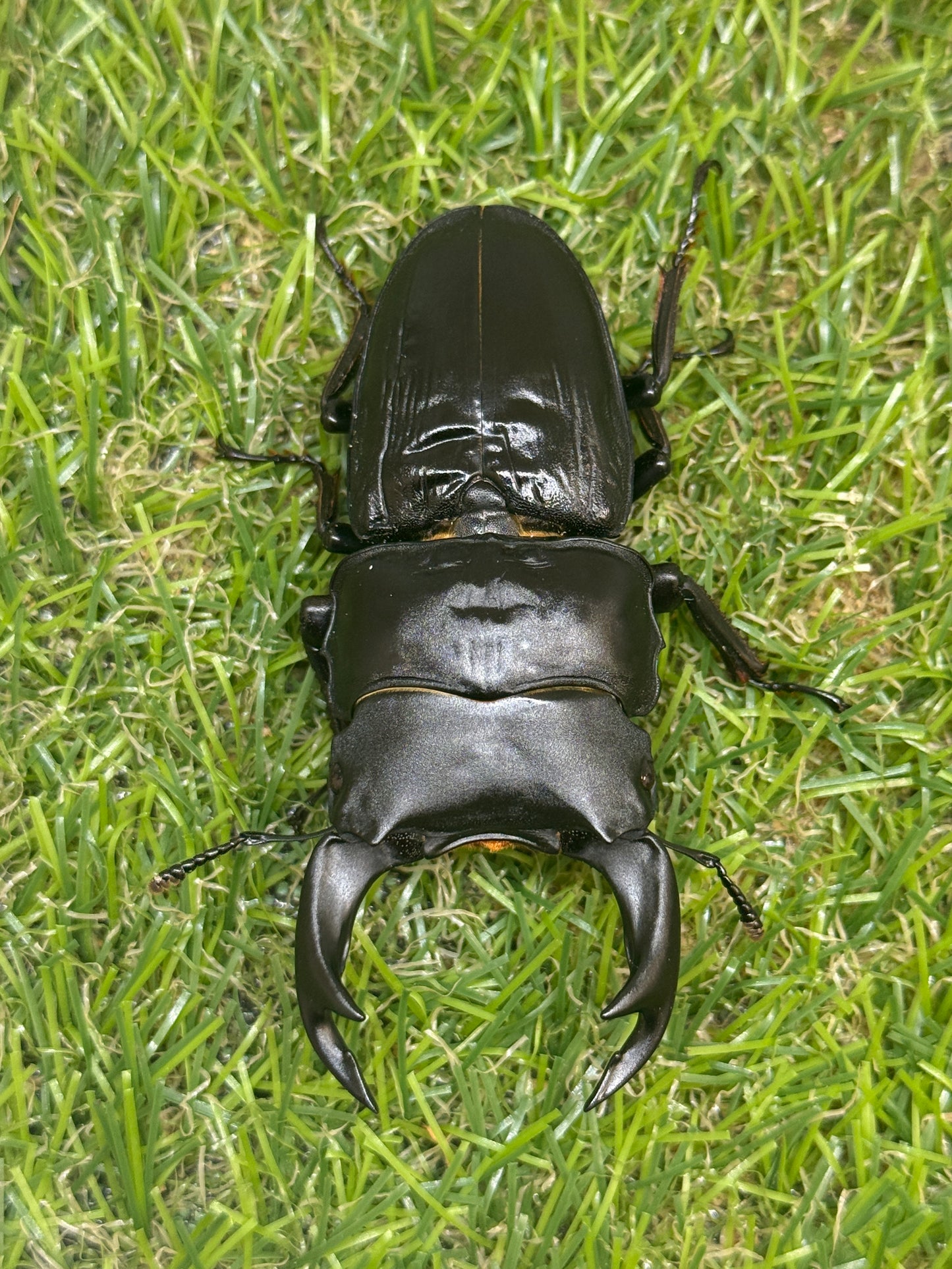 オオクワガタ　奈良輪川西　♂72.1mm成虫ペア