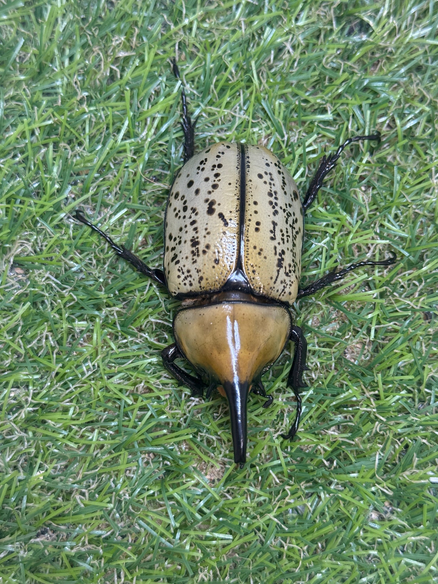 ティティウスシロカブト　♂65mm成虫ペア