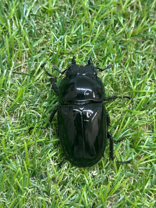 タランドゥスオオツヤクワガタ　♀46mm単品