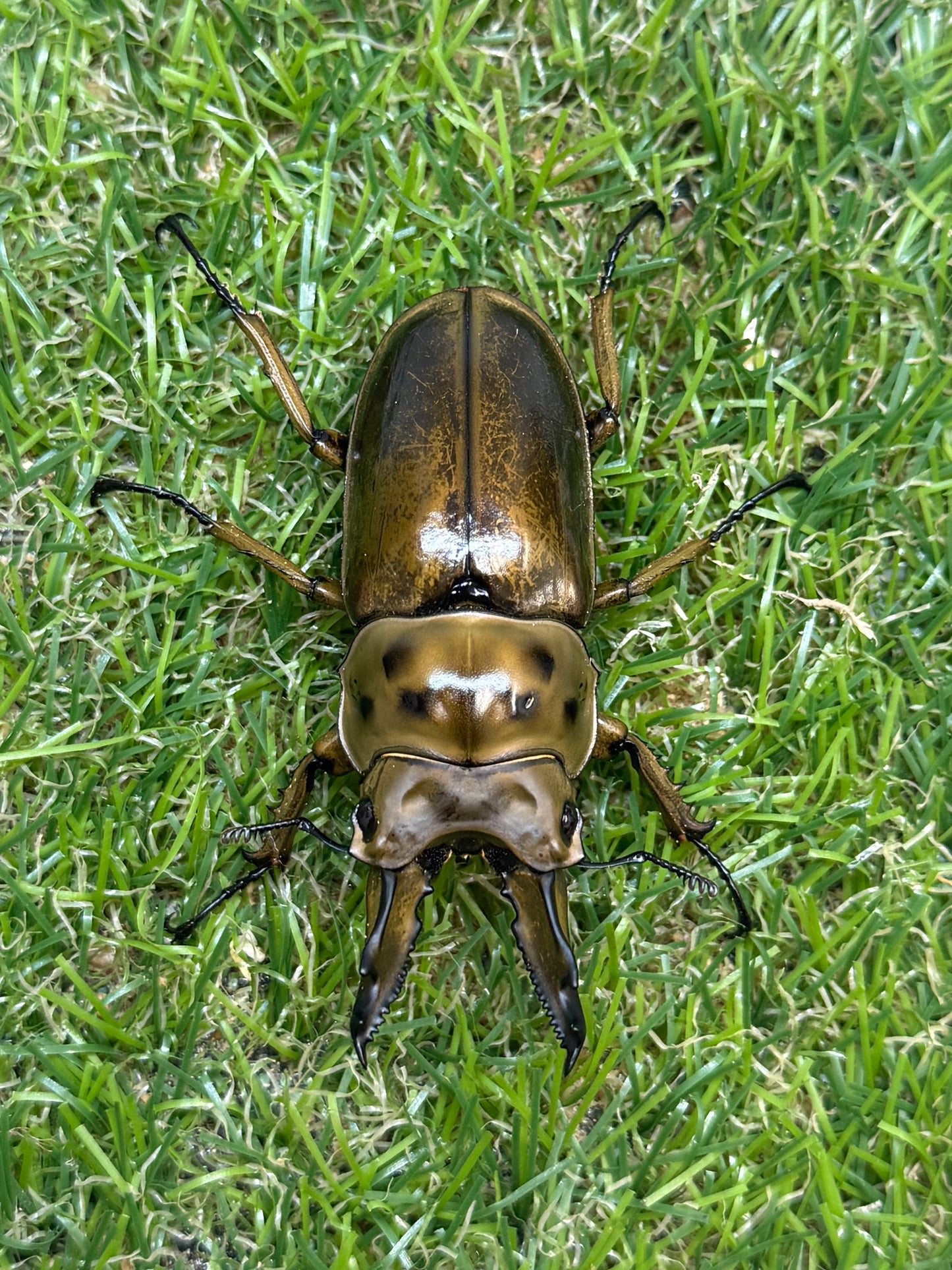 ババオウゴンオニクワガタ　♂62.1mm成虫ペア