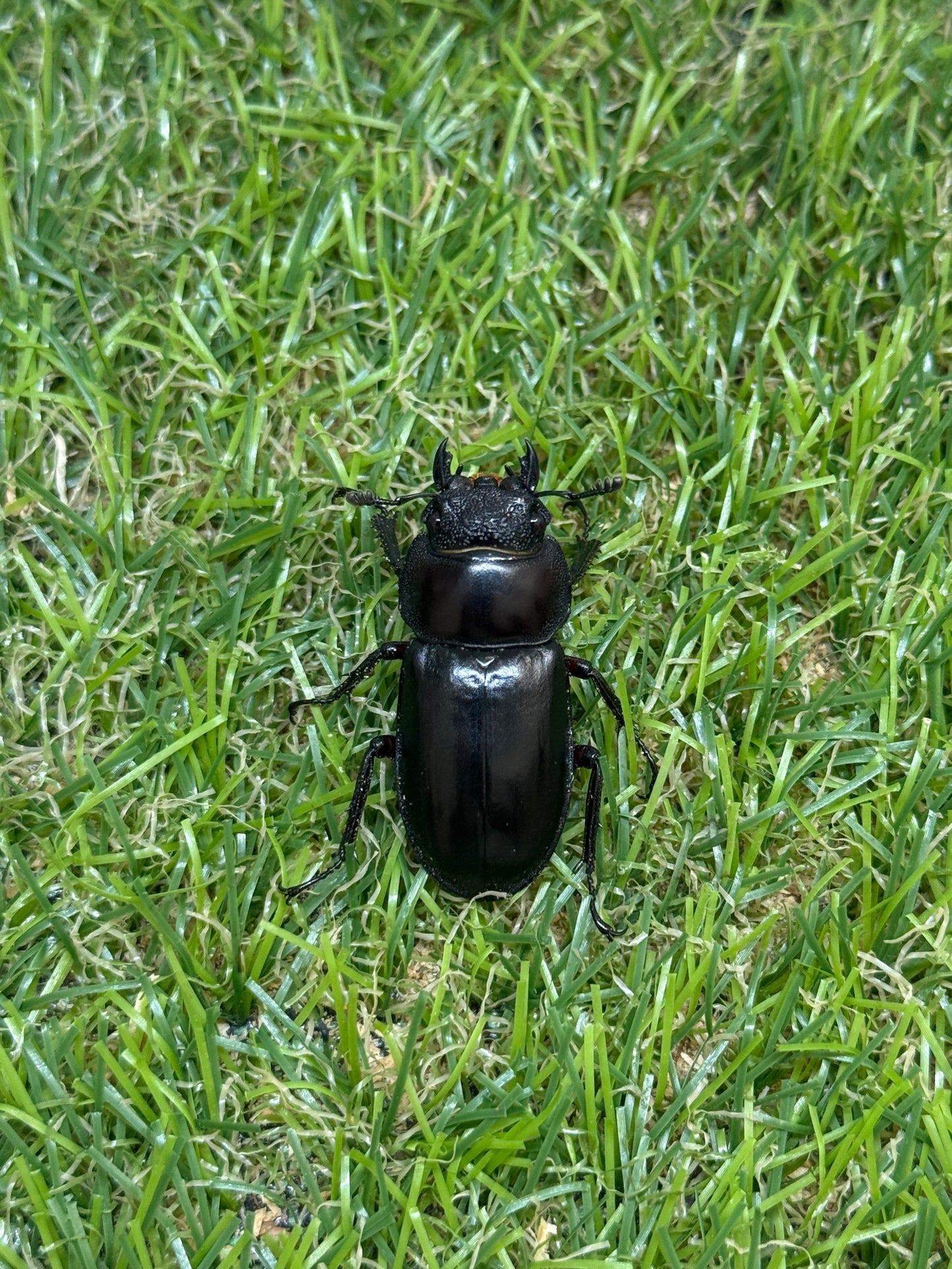 ディディエールシカクワガタ　♂63mm 成虫ペア