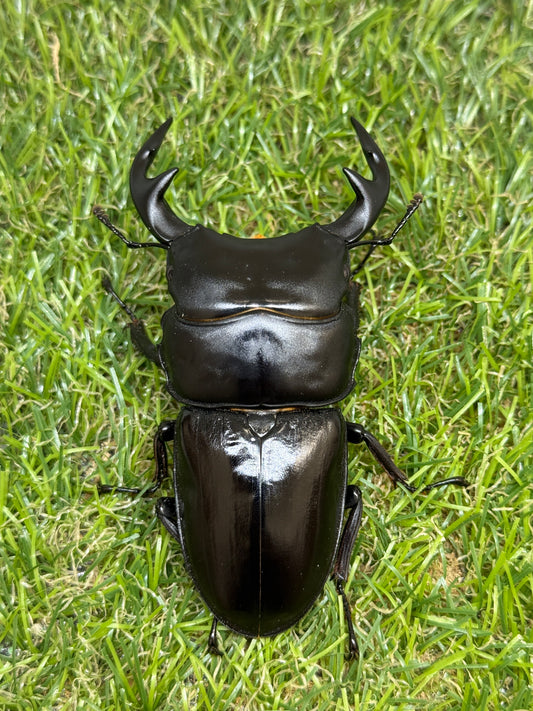 グランディスオオクワガタ　♂85.2mm成虫ペア