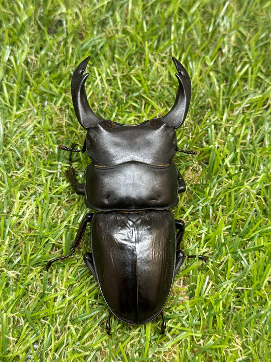 オオクワガタ　奈良輪川西ちなみ血統　♂76mm成虫ペア