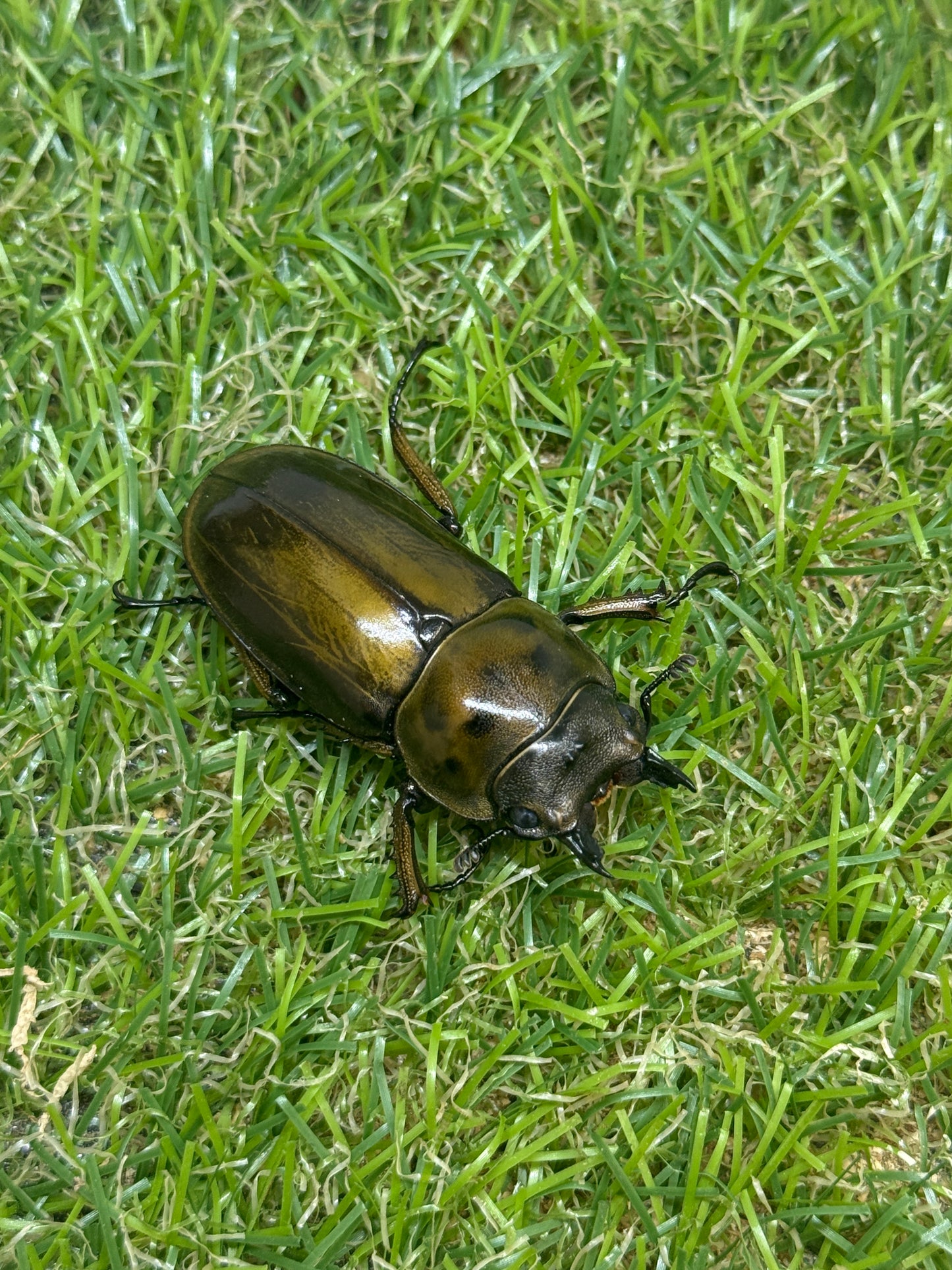 ババオウゴンオニクワガタ　♂54.2mm成虫ペア