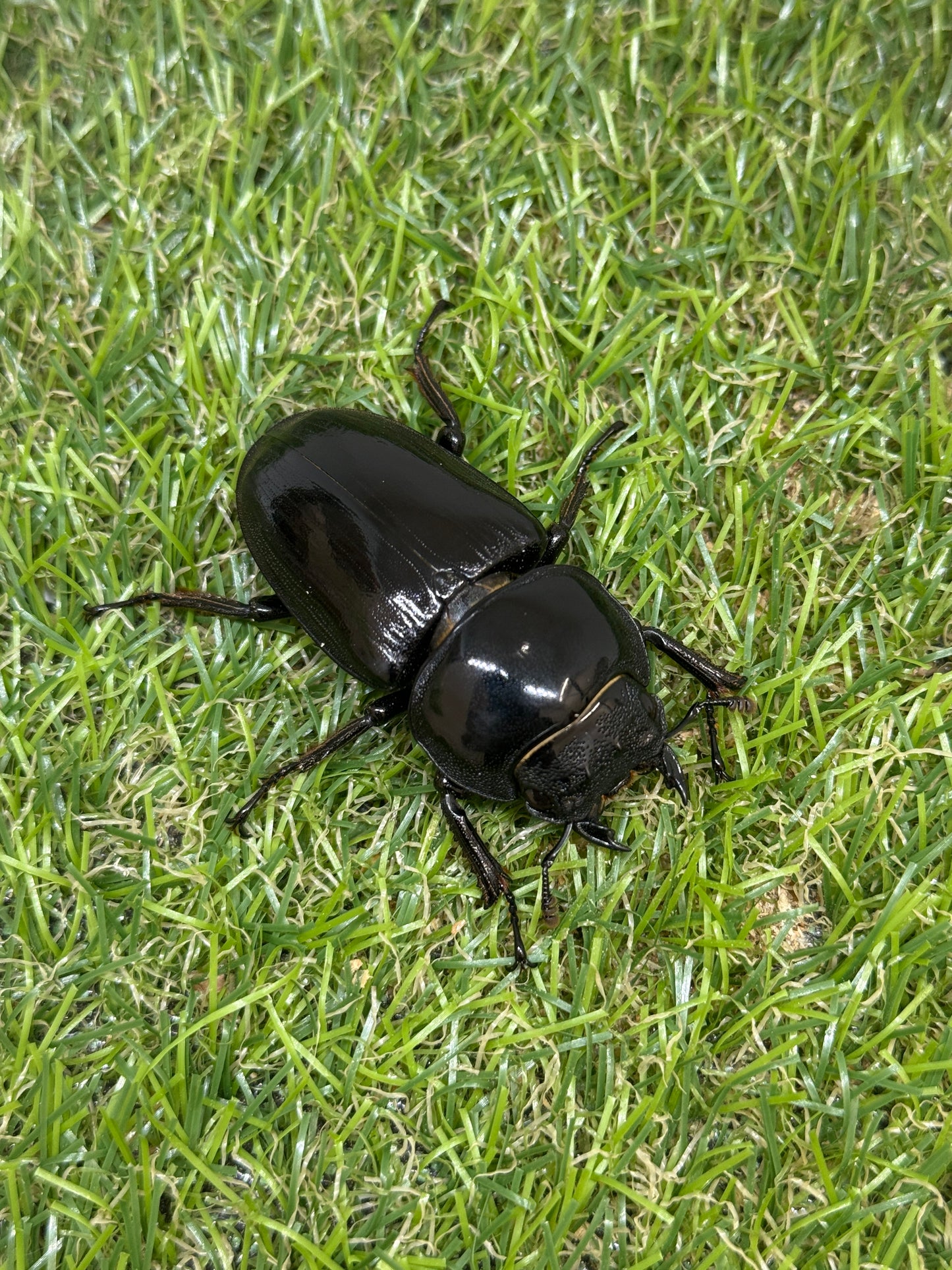 グランディスオオクワガタ　♂90.6mm成虫ペア　超大型