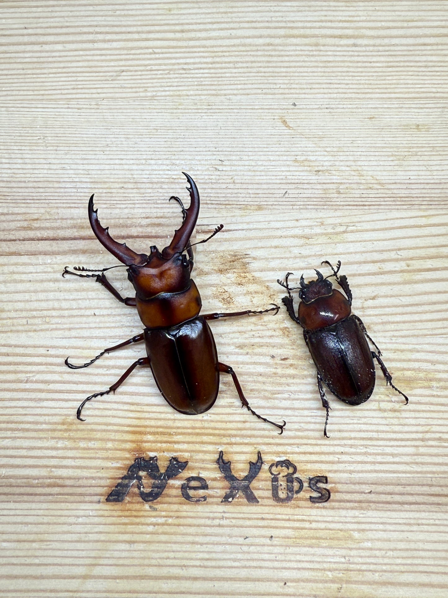 トカラノコギリクワガタ freeサイズ成虫ペア