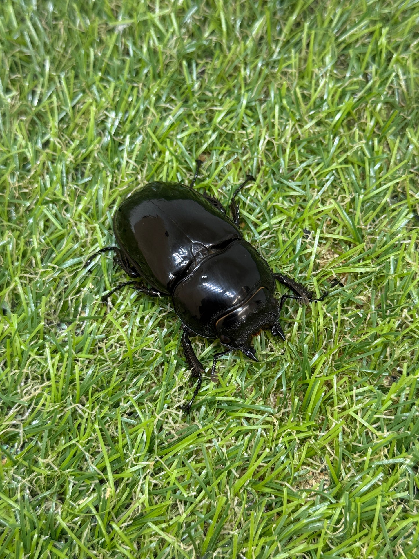 タランドゥスオオツヤクワガタ　♂78.2mm成虫ペア